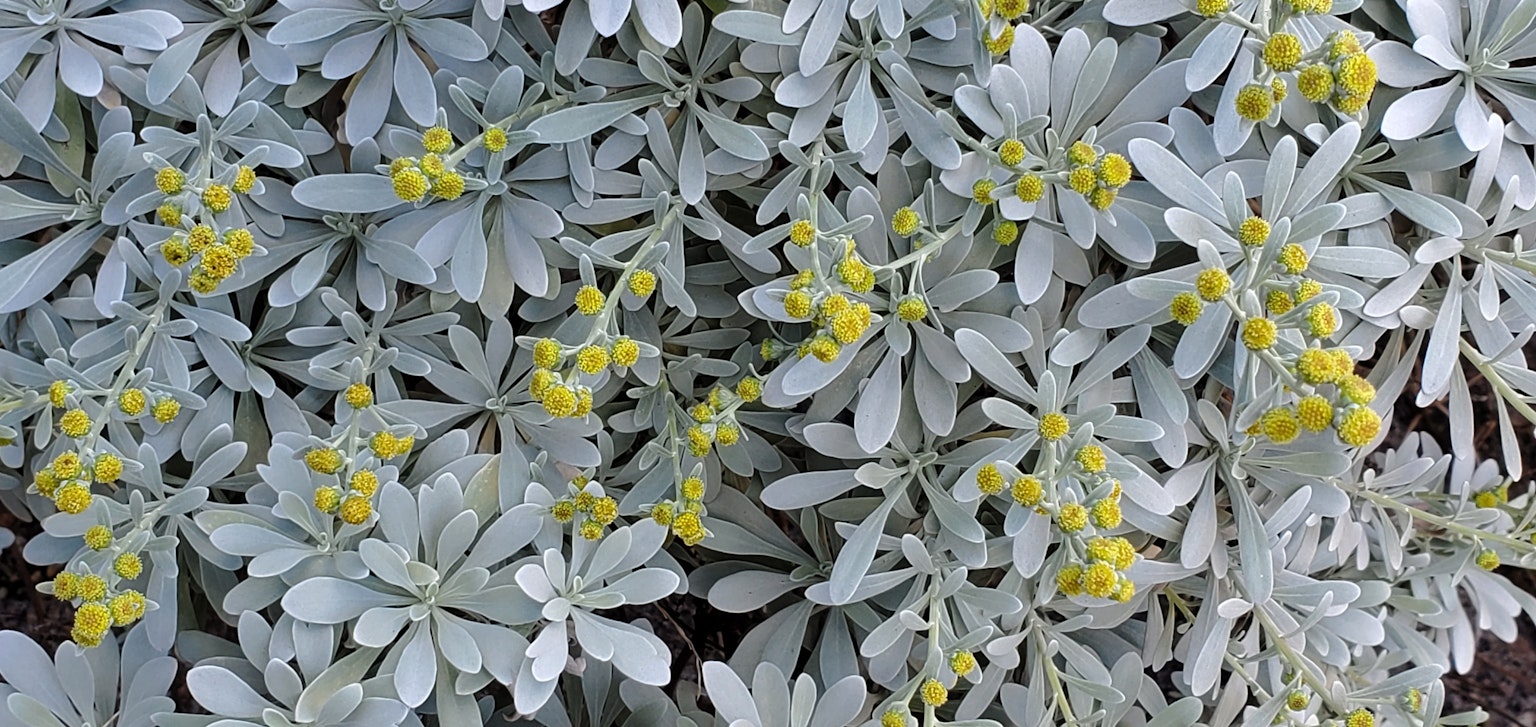 Gros plan d'une plante aux feuilles argentées et aux fleurs jaunes