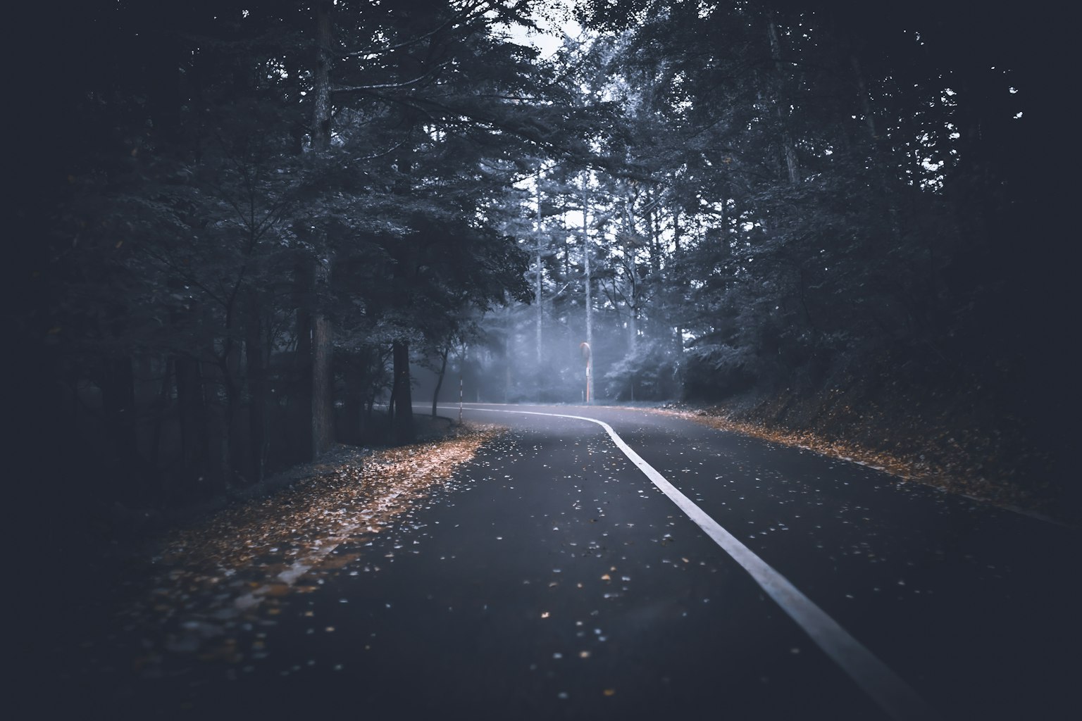 霧に包まれた森の中の曲がりくねった道路 落ち葉が散らばる静かな風景