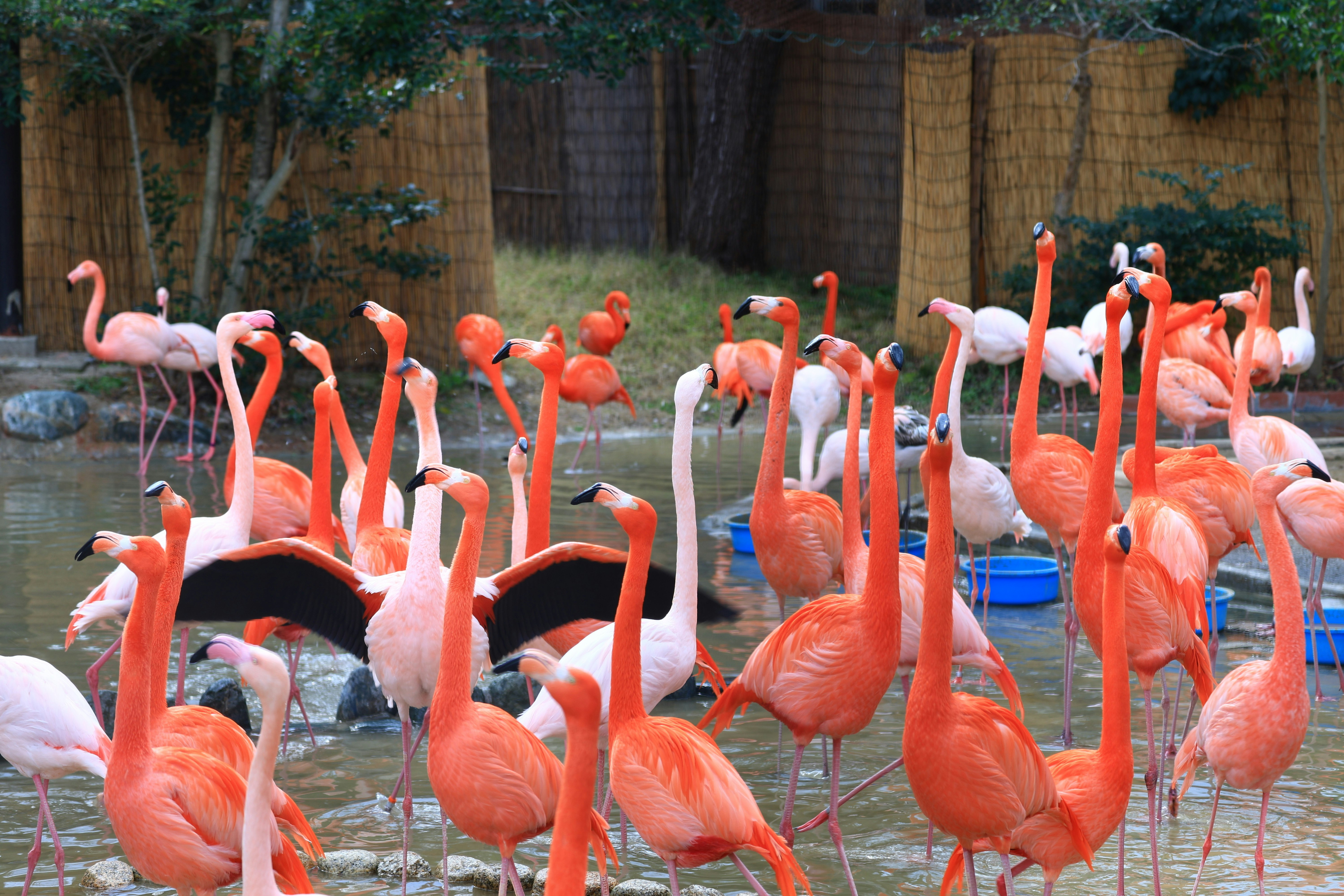 ピンクのフラミンゴの群れが並ぶ動物園の囲い
