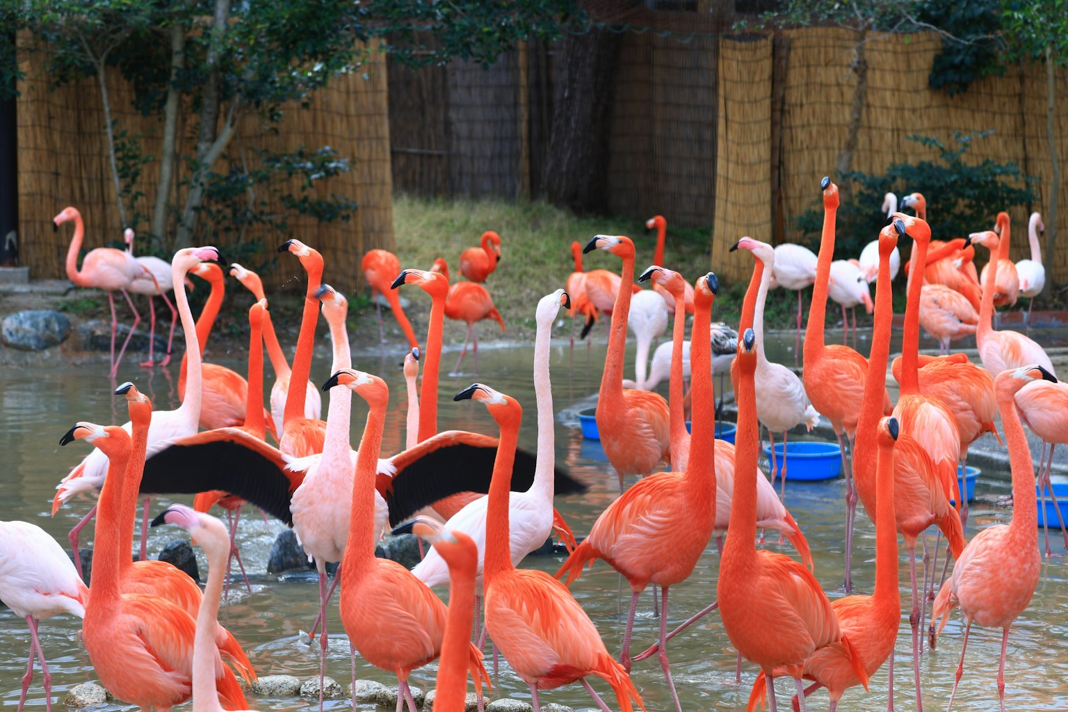 Pemandangan cerah flamingo berkumpul di sekitar kolam dengan banyak flamingo oranye