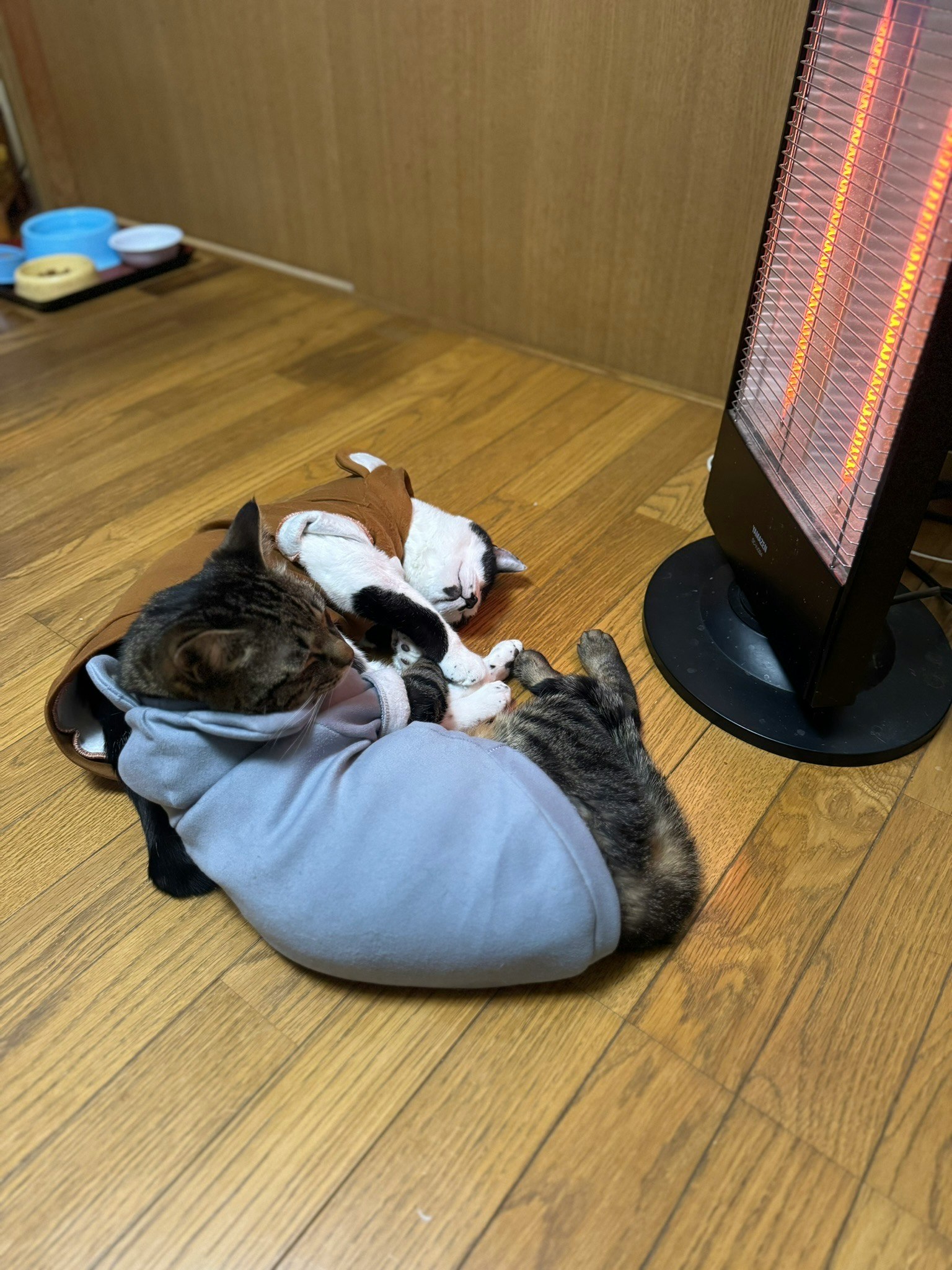 Seekor kucing mengenakan sweter tidur dengan anjing plush dekat pemanas