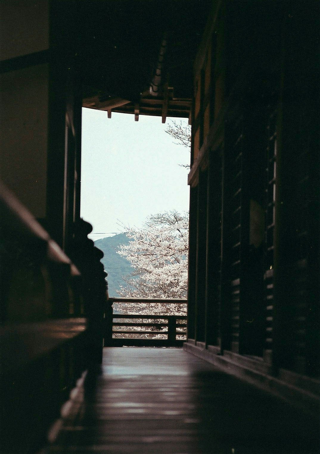 木造の軒下から見える桜の並木と庭の景色