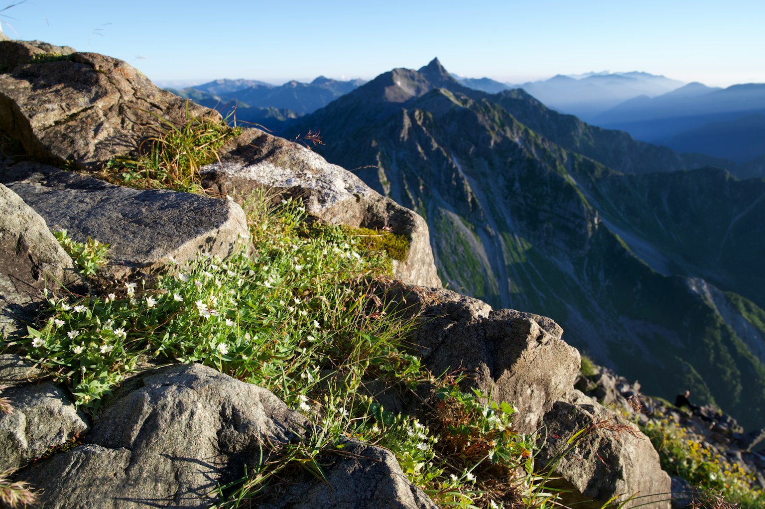 Weiße Blumen blühen auf Felsen mit fernen Bergen im Hintergrund