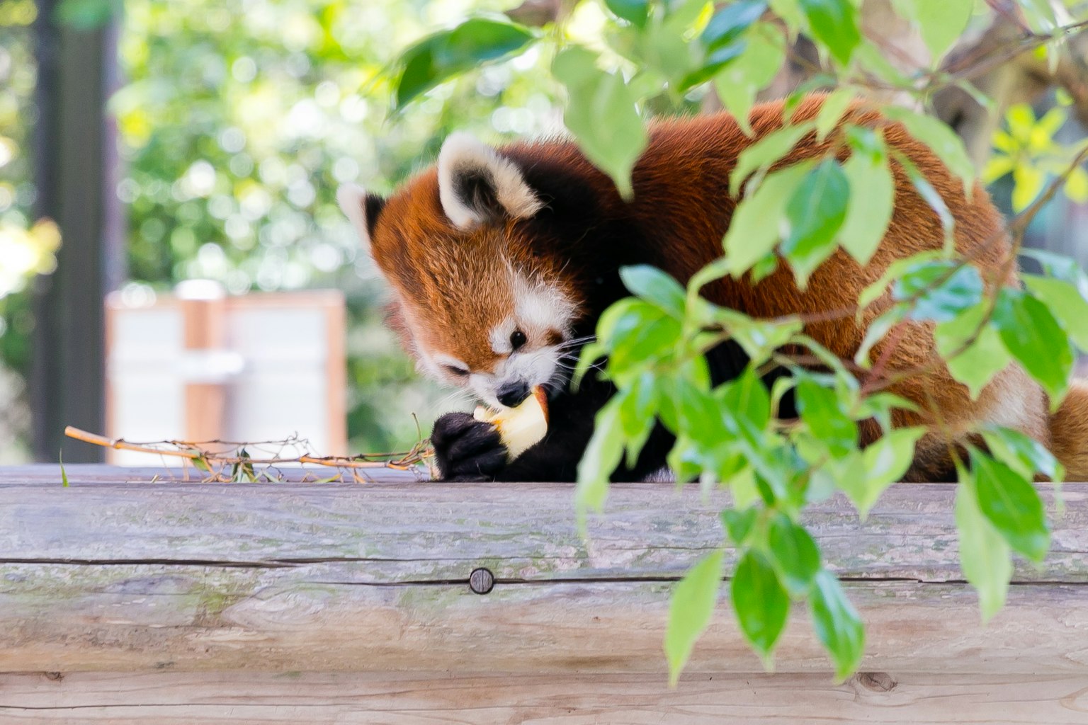 Red panda eating food on a log surrounded by green leaves