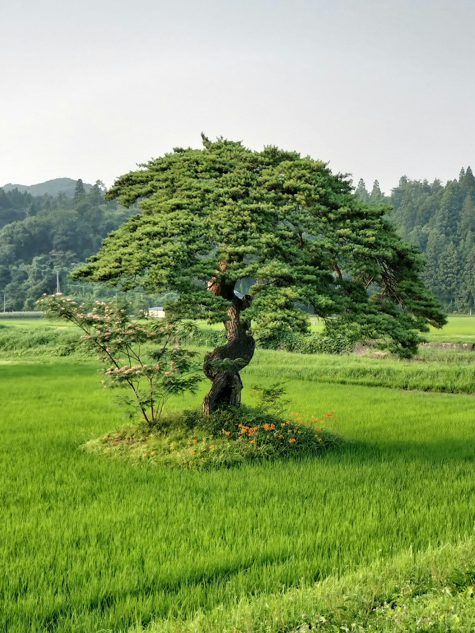 Albero dalla forma unica in un campo di riso verdeggiante