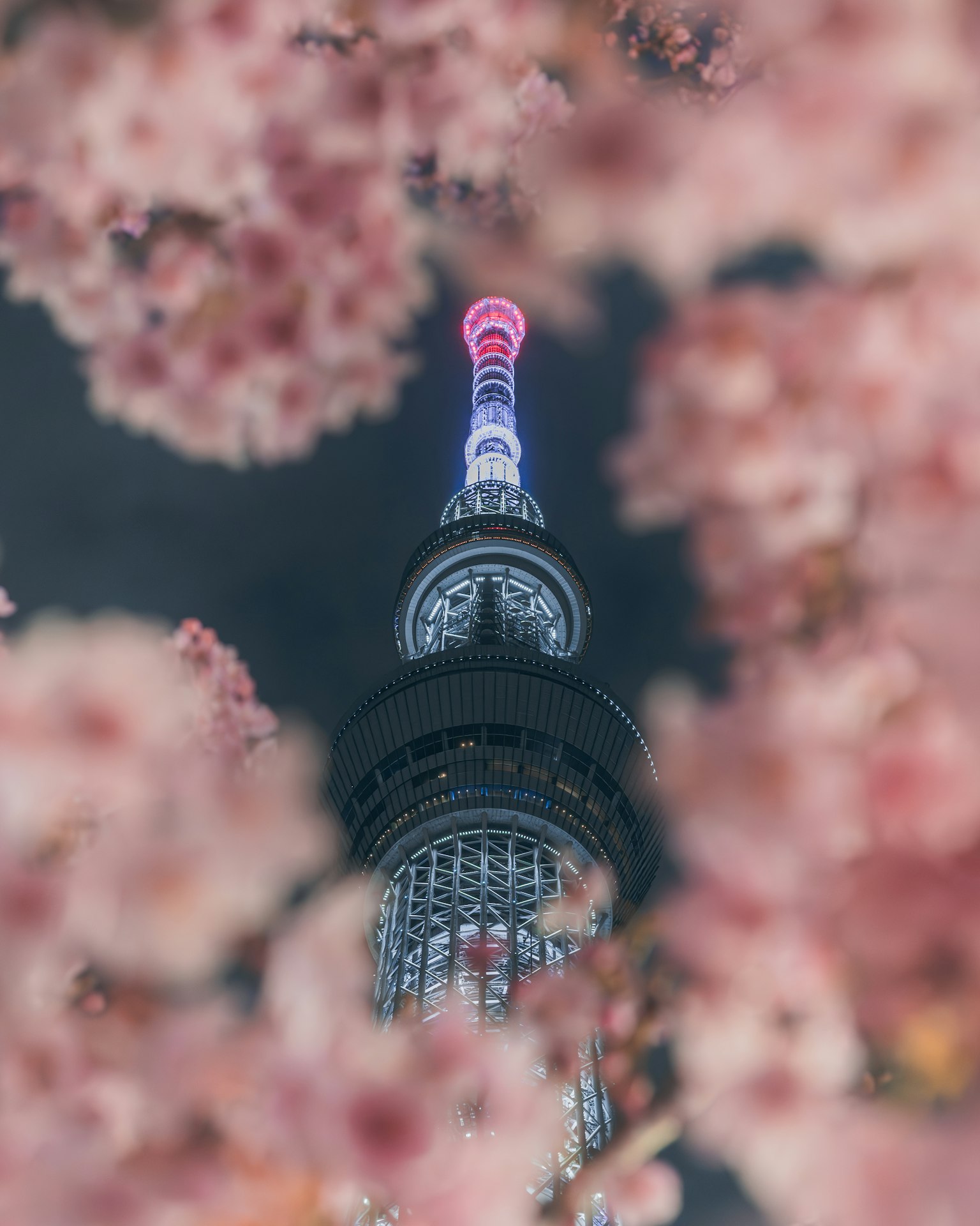 Tokyo Skytree illuminated at night surrounded by cherry blossoms