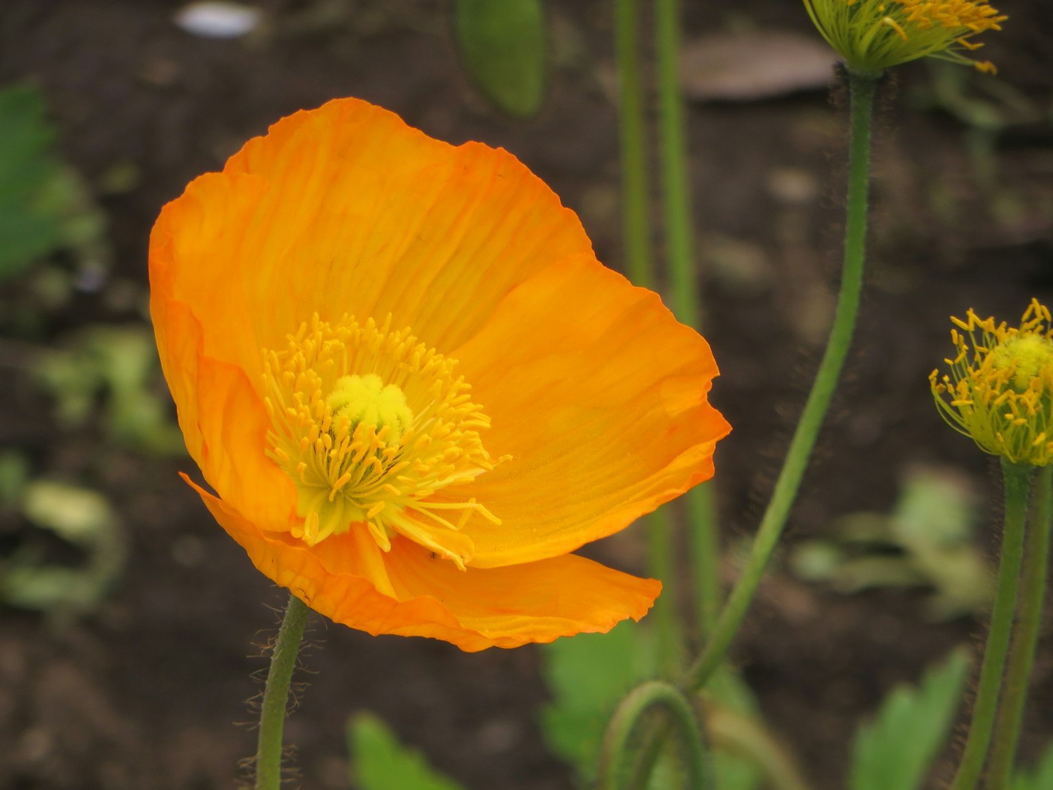 Fleur orange vif en train de fleurir avec des pétales délicats