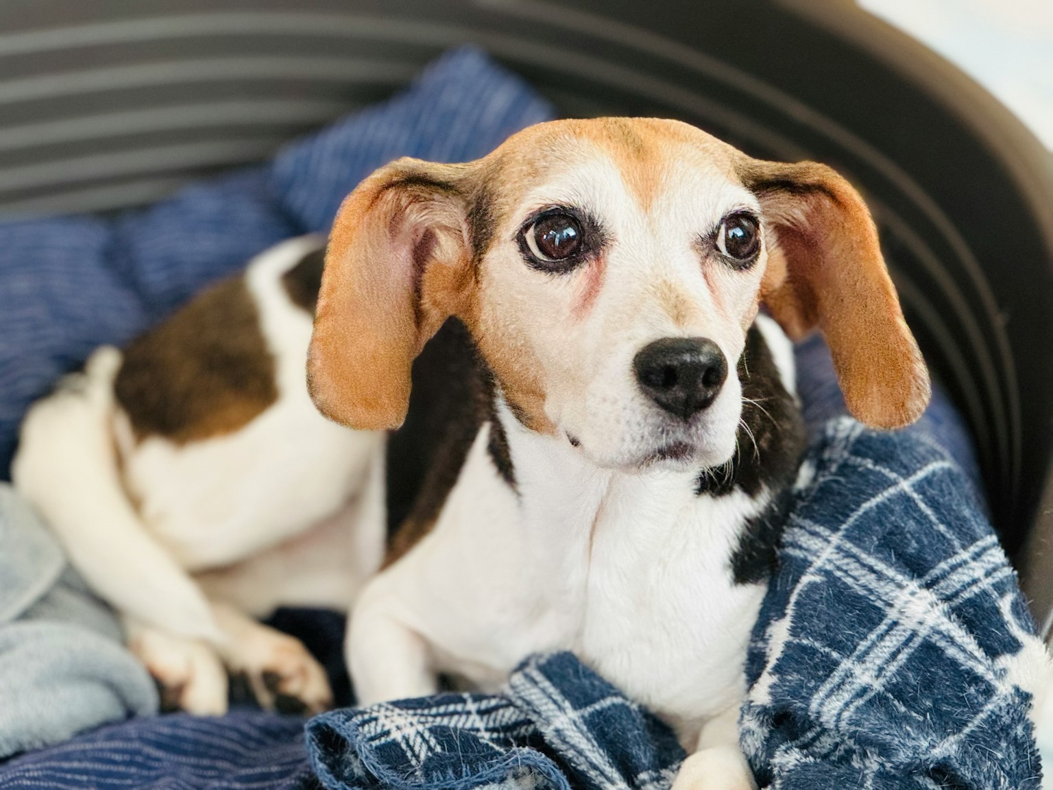 Seekor anjing Beagle coklat dan hitam beristirahat di atas selimut biru