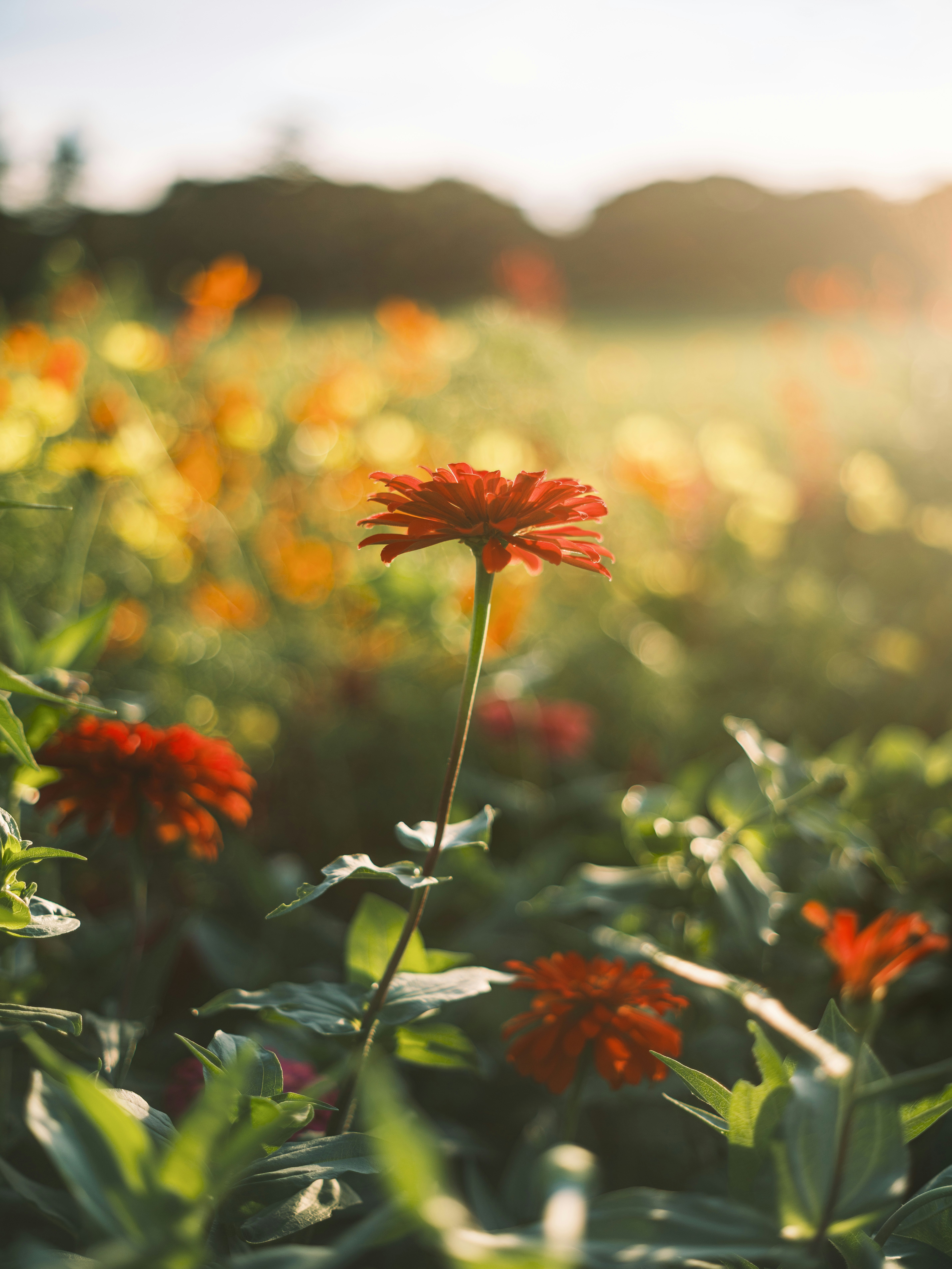 夕日に照らされたオレンジの花畑の一輪