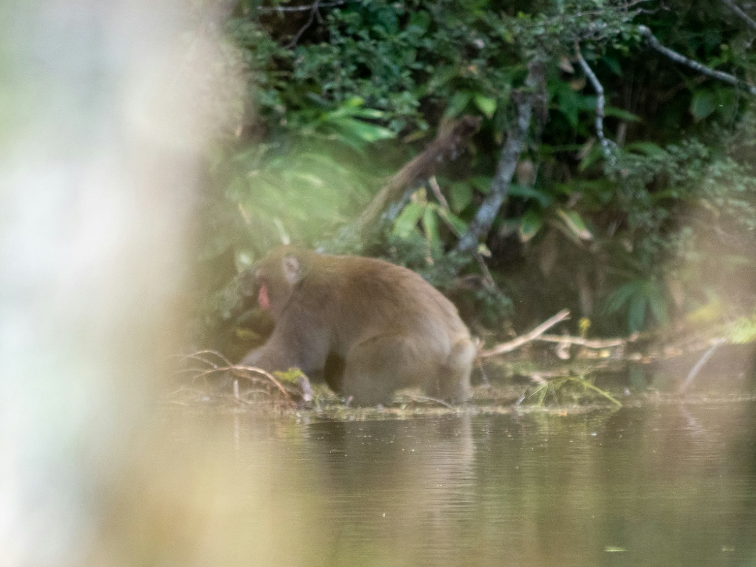 Un singe mangeant au bord de l'eau