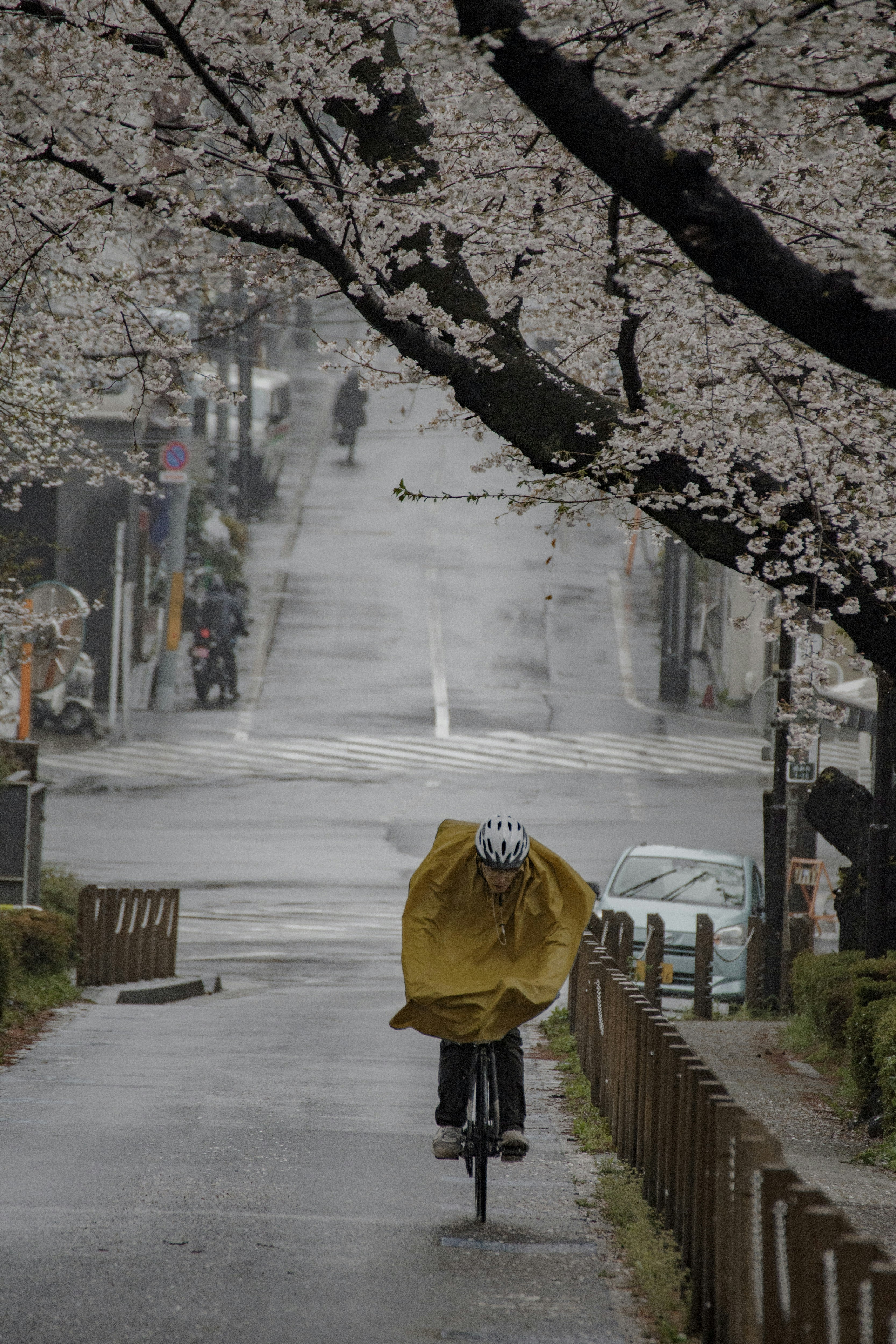 雨の路地で黄色いポンチョの自転車ライダーと桜の枝