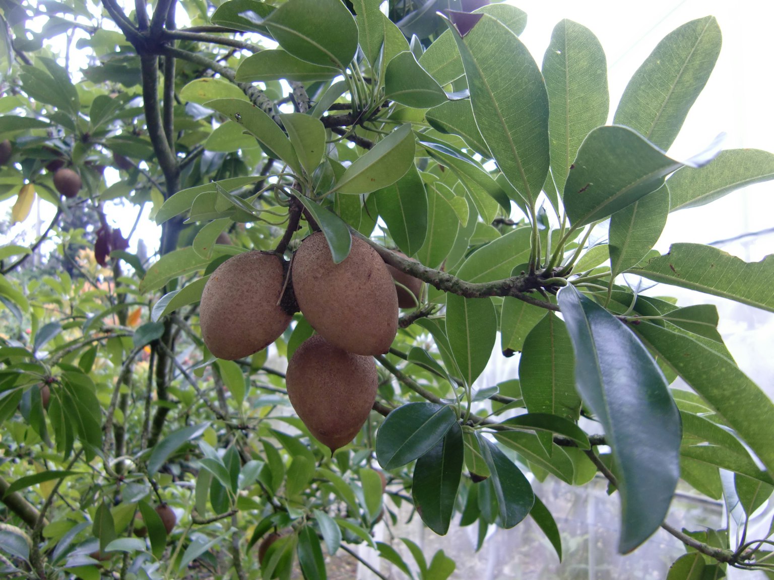 Branch of a tree with brown fruits and green leaves