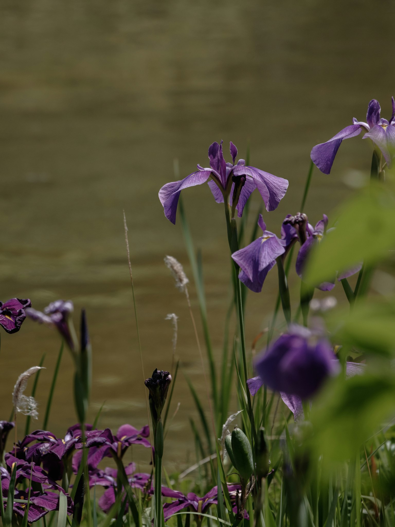 Flores moradas floreciendo junto al agua con hierba verde