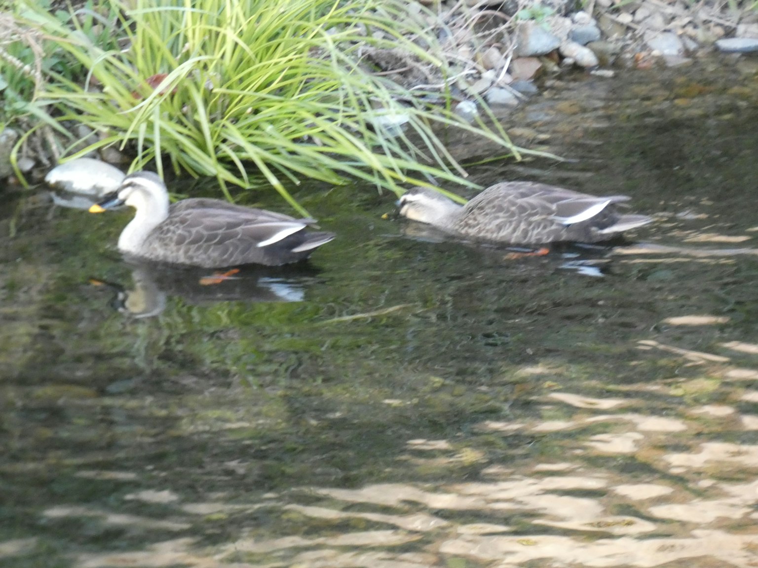 Zwei Enten schwimmen nahe dem Ufer mit grünem Gras