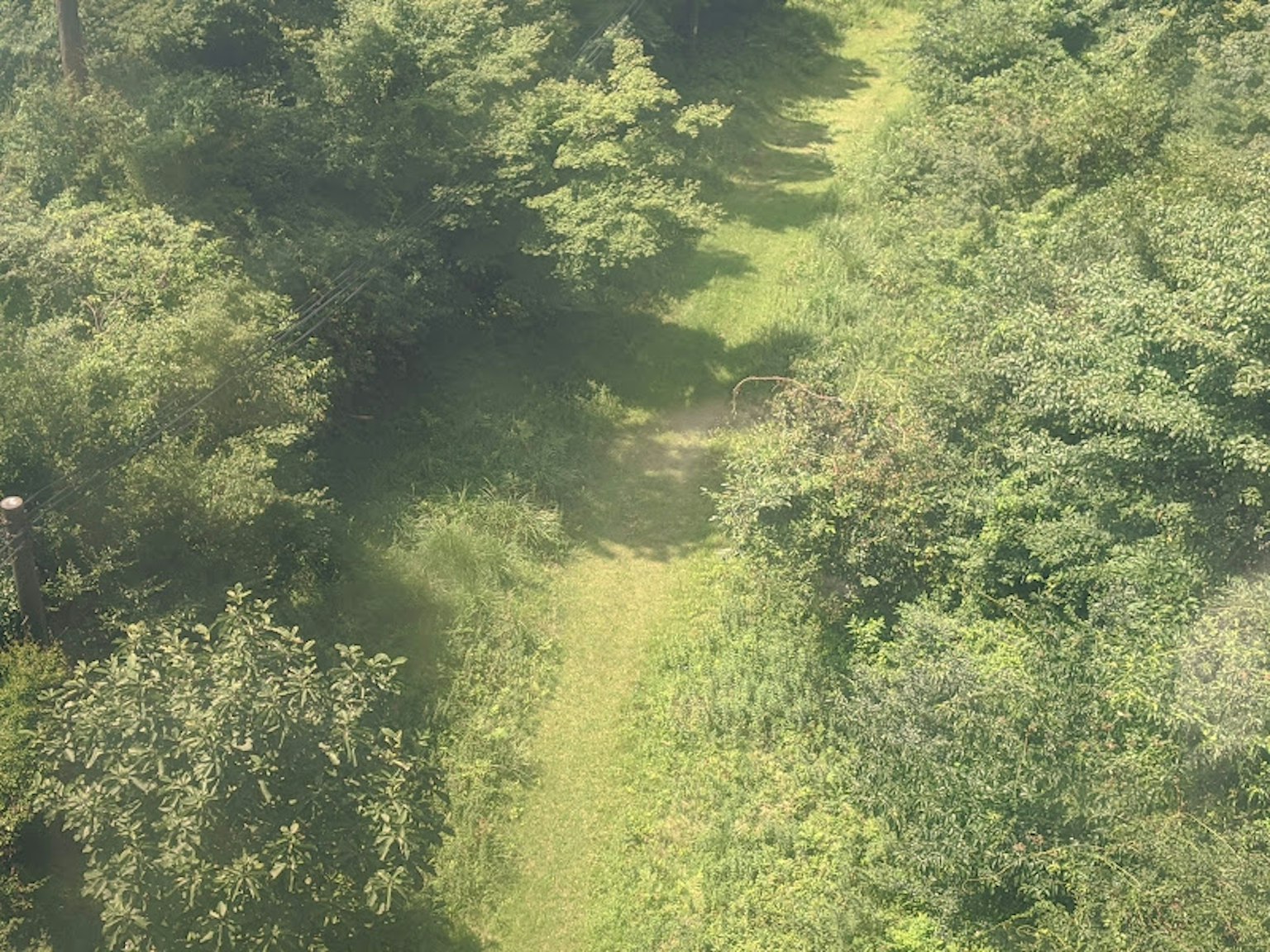 Vista aérea de un camino verde en el bosque