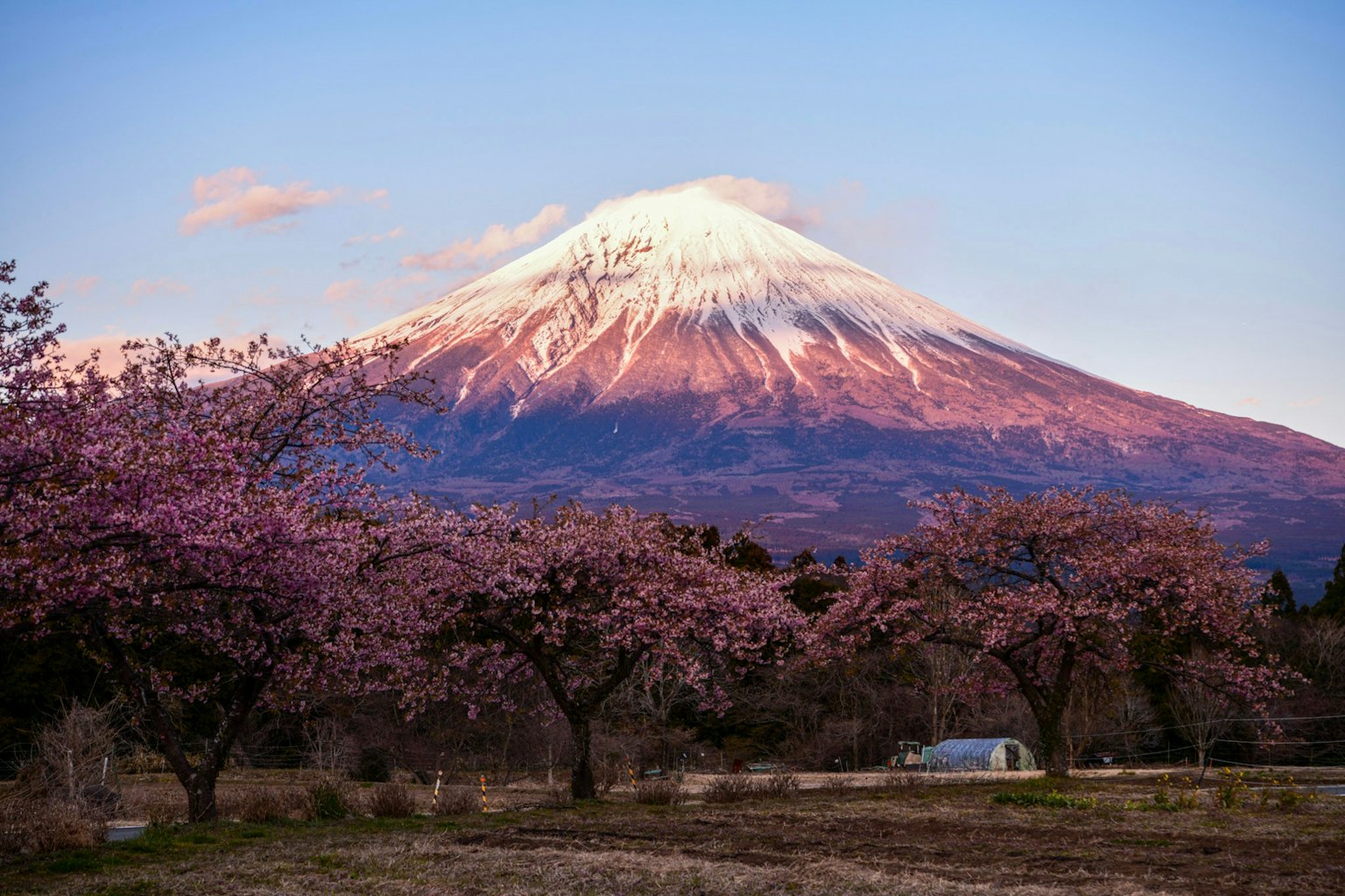 美丽的富士山景观，雪和樱花树