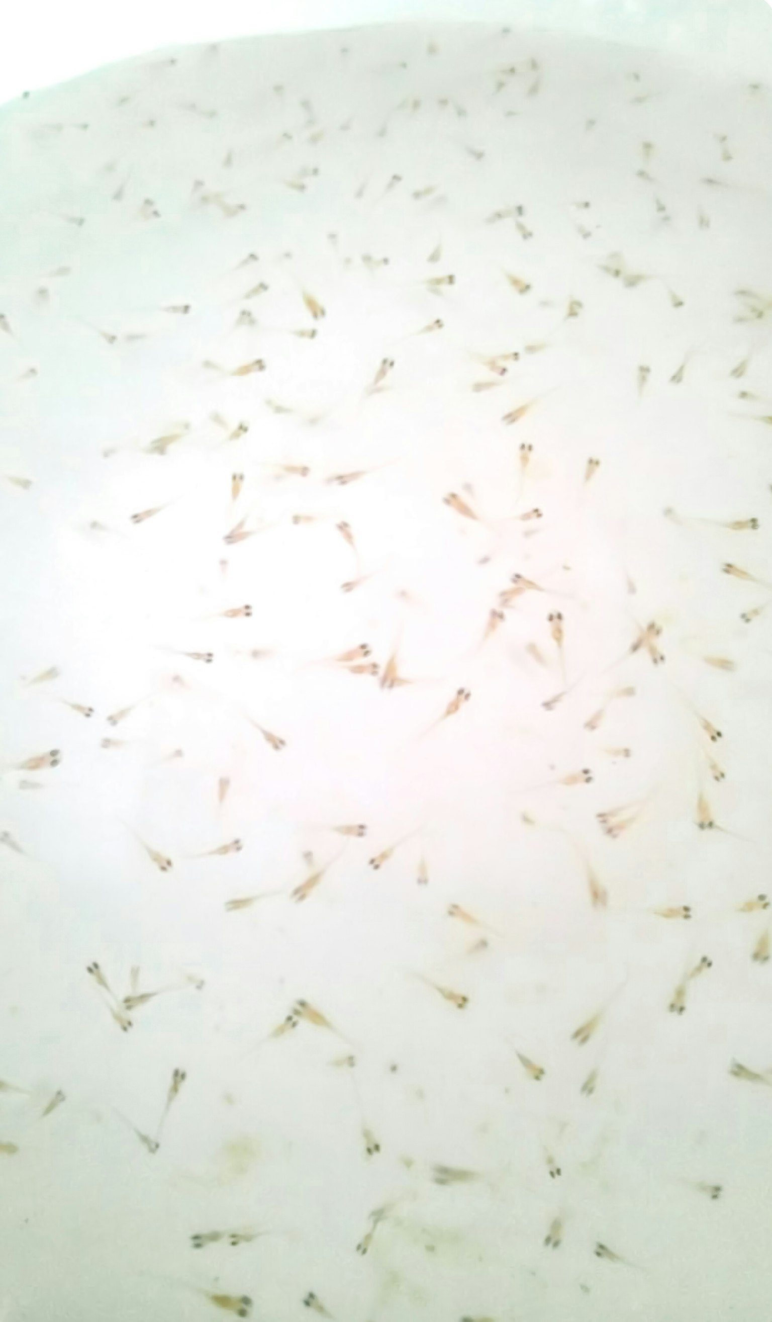 A swarm of tiny organisms floating in water