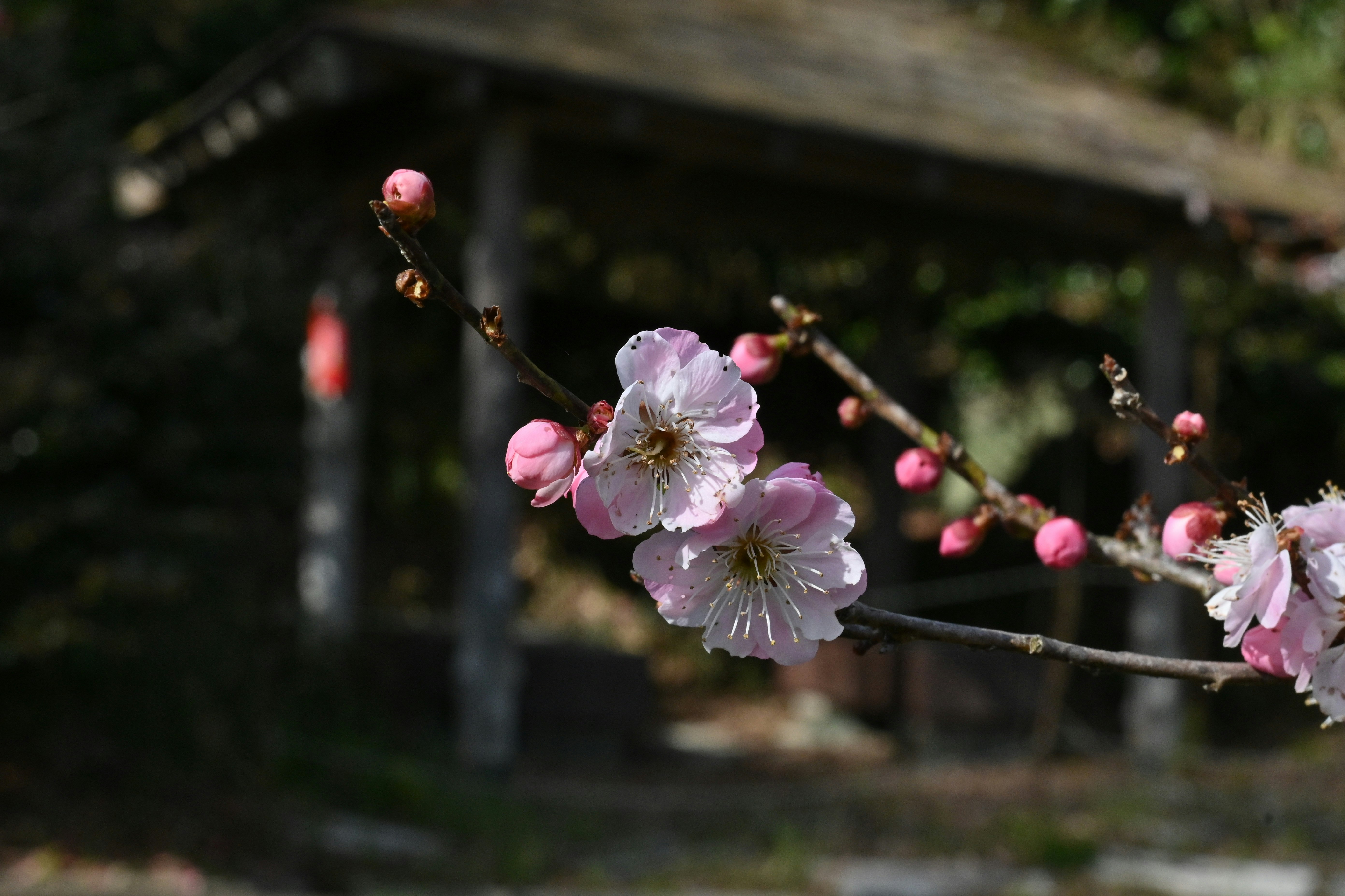 粉色花枝，背景是舊木棚