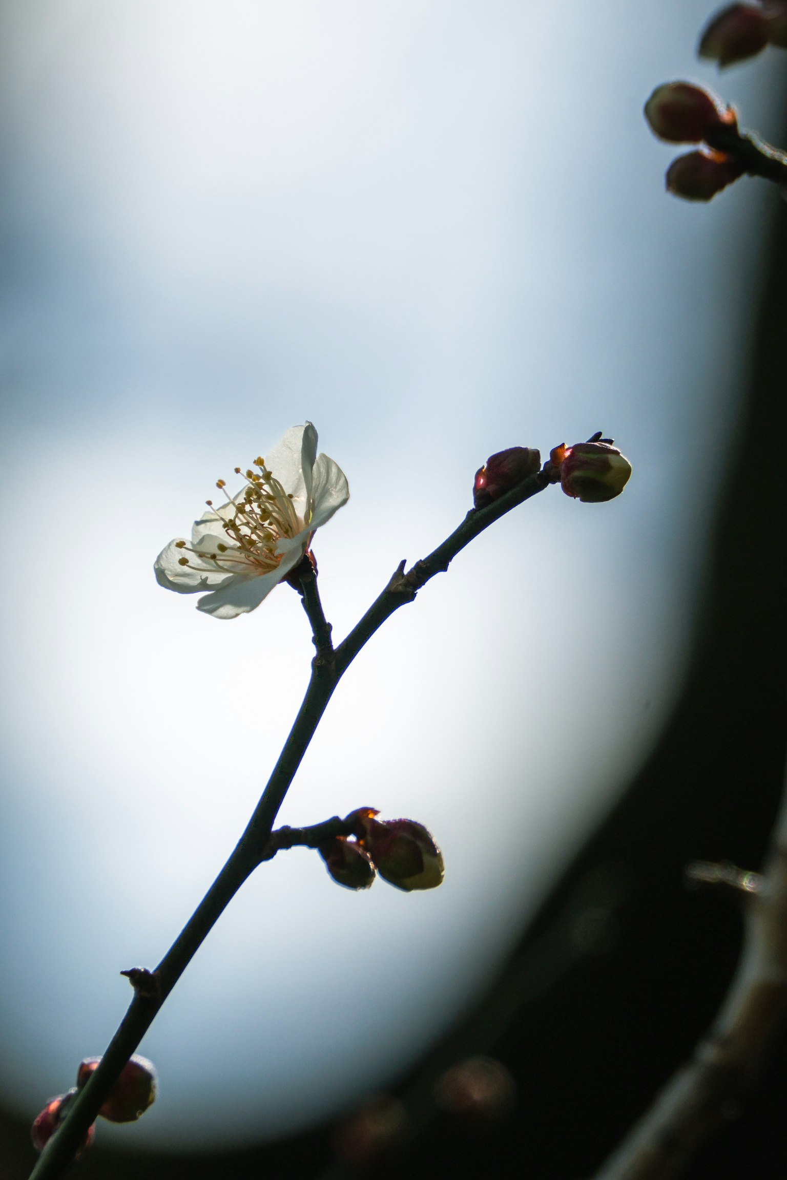 Un ramo con un fiore bianco e gemme su uno sfondo sfocato