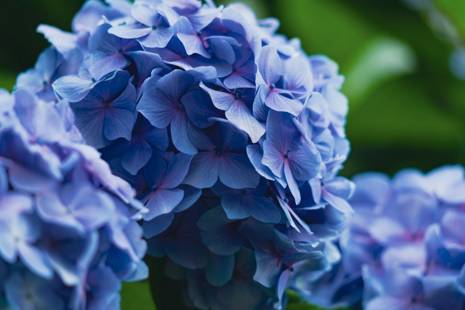 Gros plan de fleurs d'hortensia bleues en pleine floraison