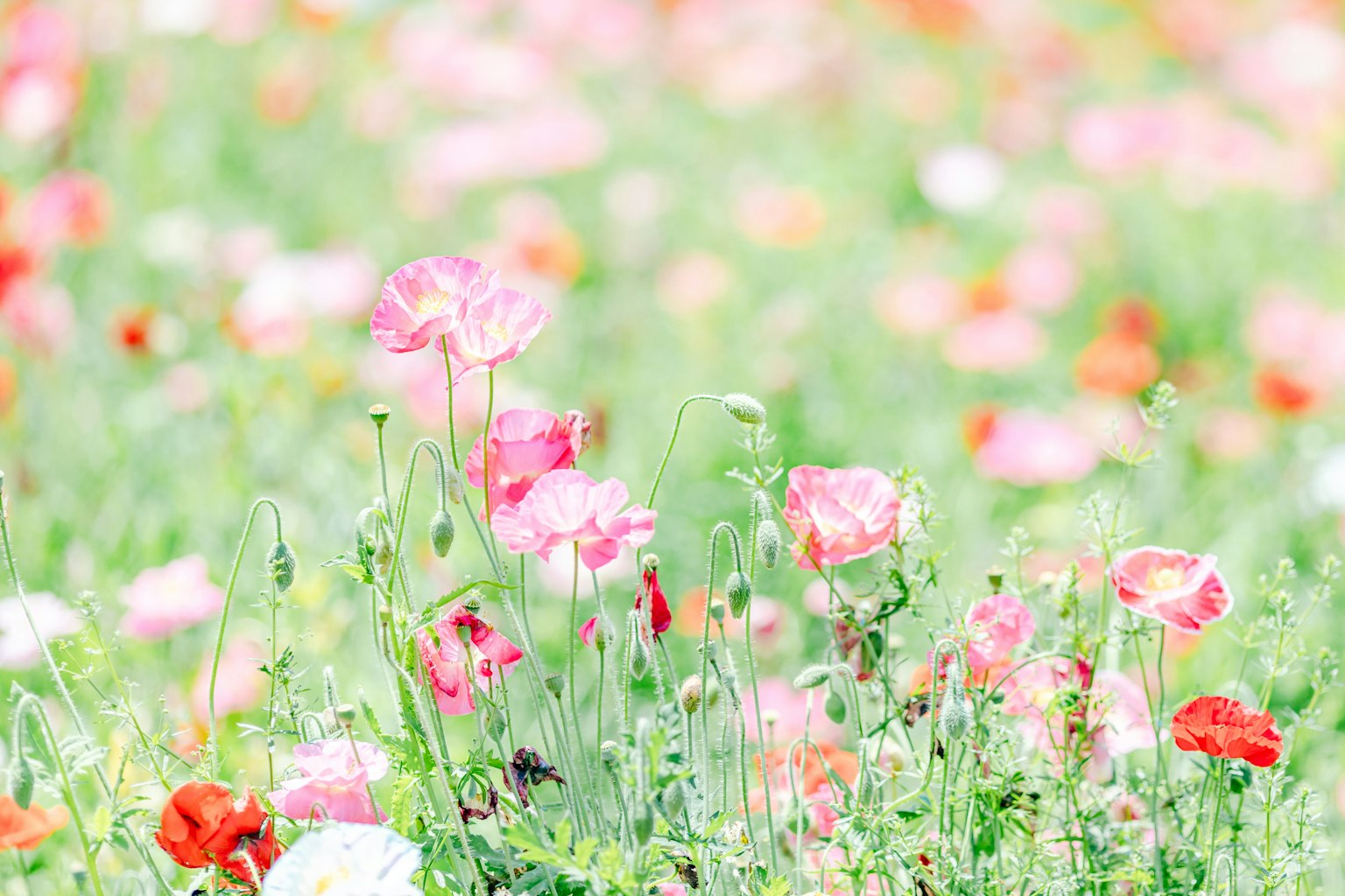 A vibrant field of blooming flowers in shades of pink and red