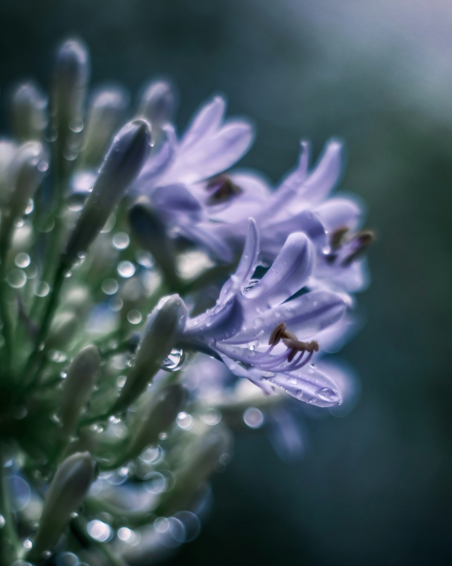 Close-up image of purple flowers with water droplets