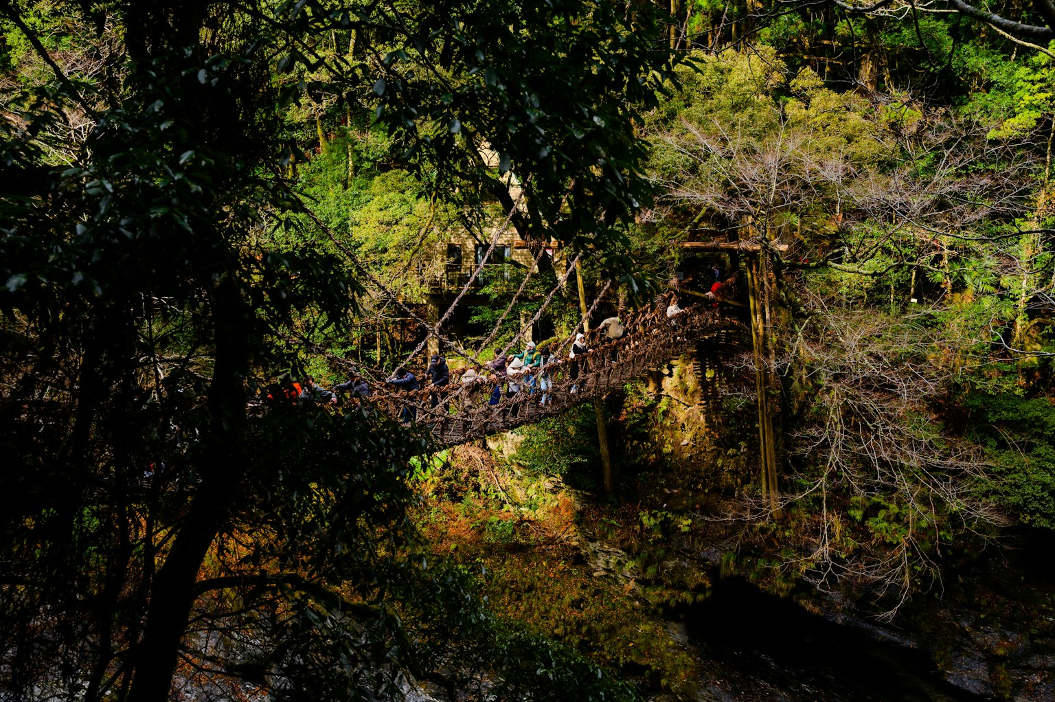 People crossing a suspension bridge in a lush green forest