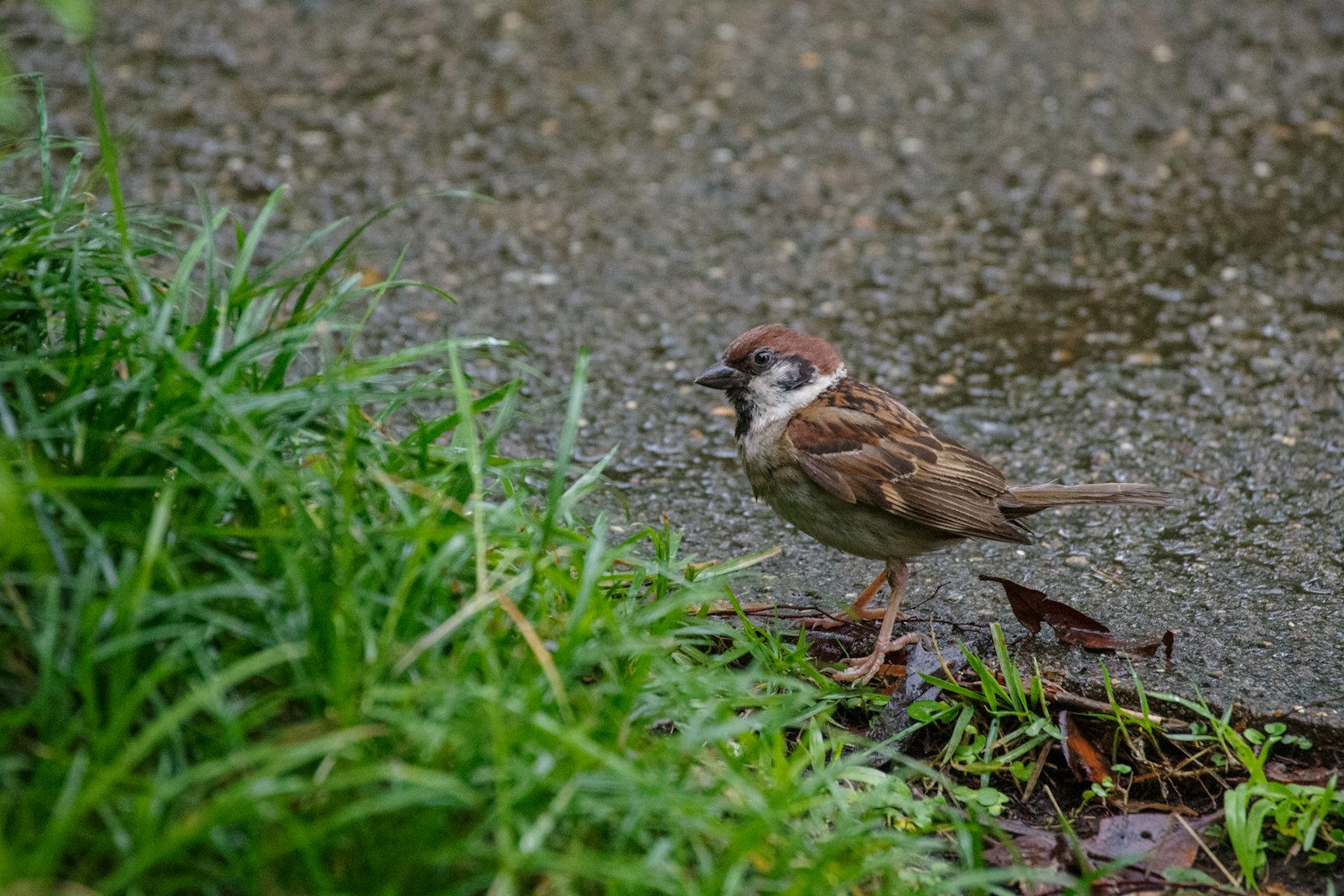 Seekor burung coklat kecil berjalan di dekat rumput basah