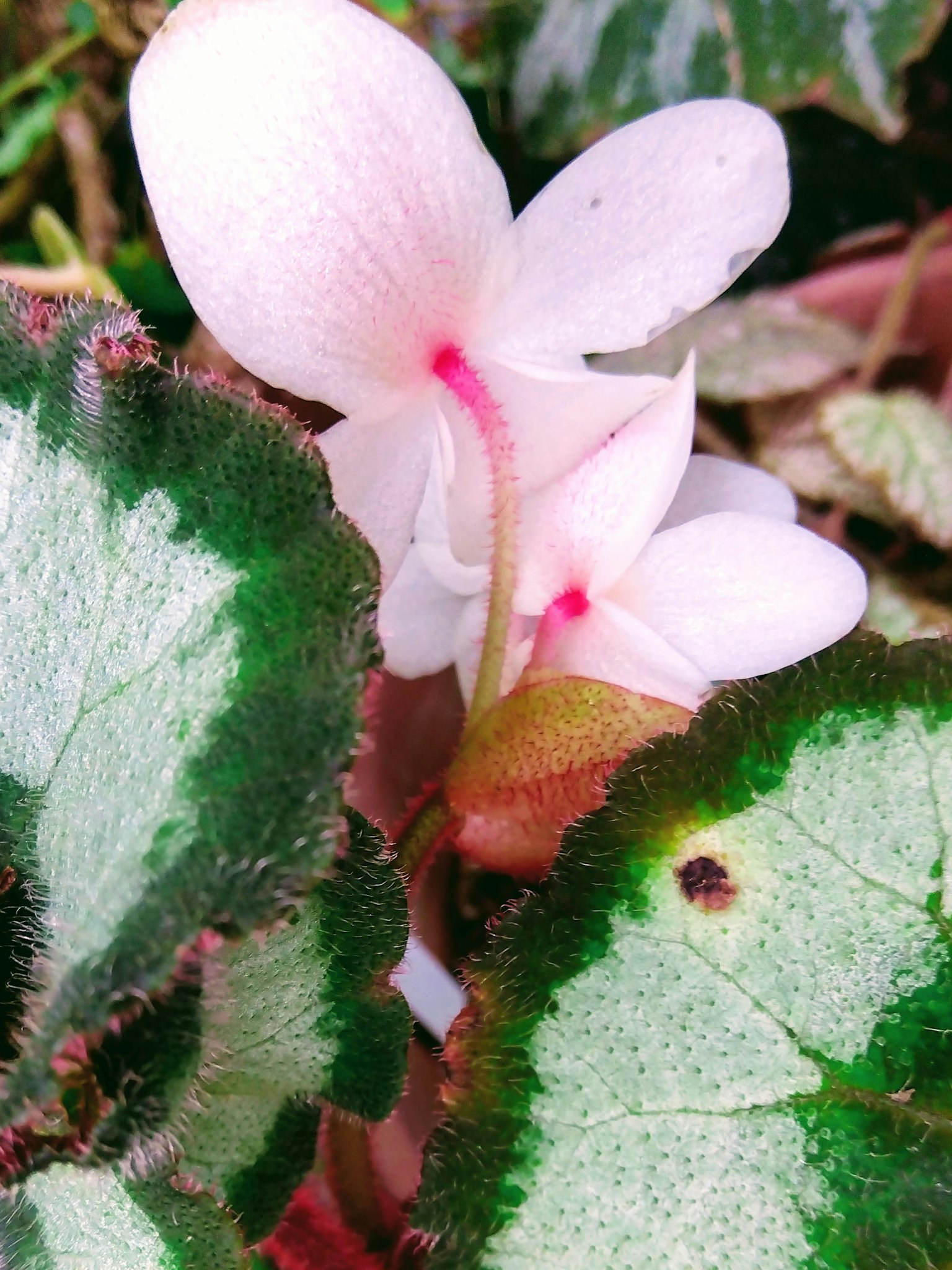 Eine Pflanze mit rosa Blüten, die aus grünen Blättern hervorkommen