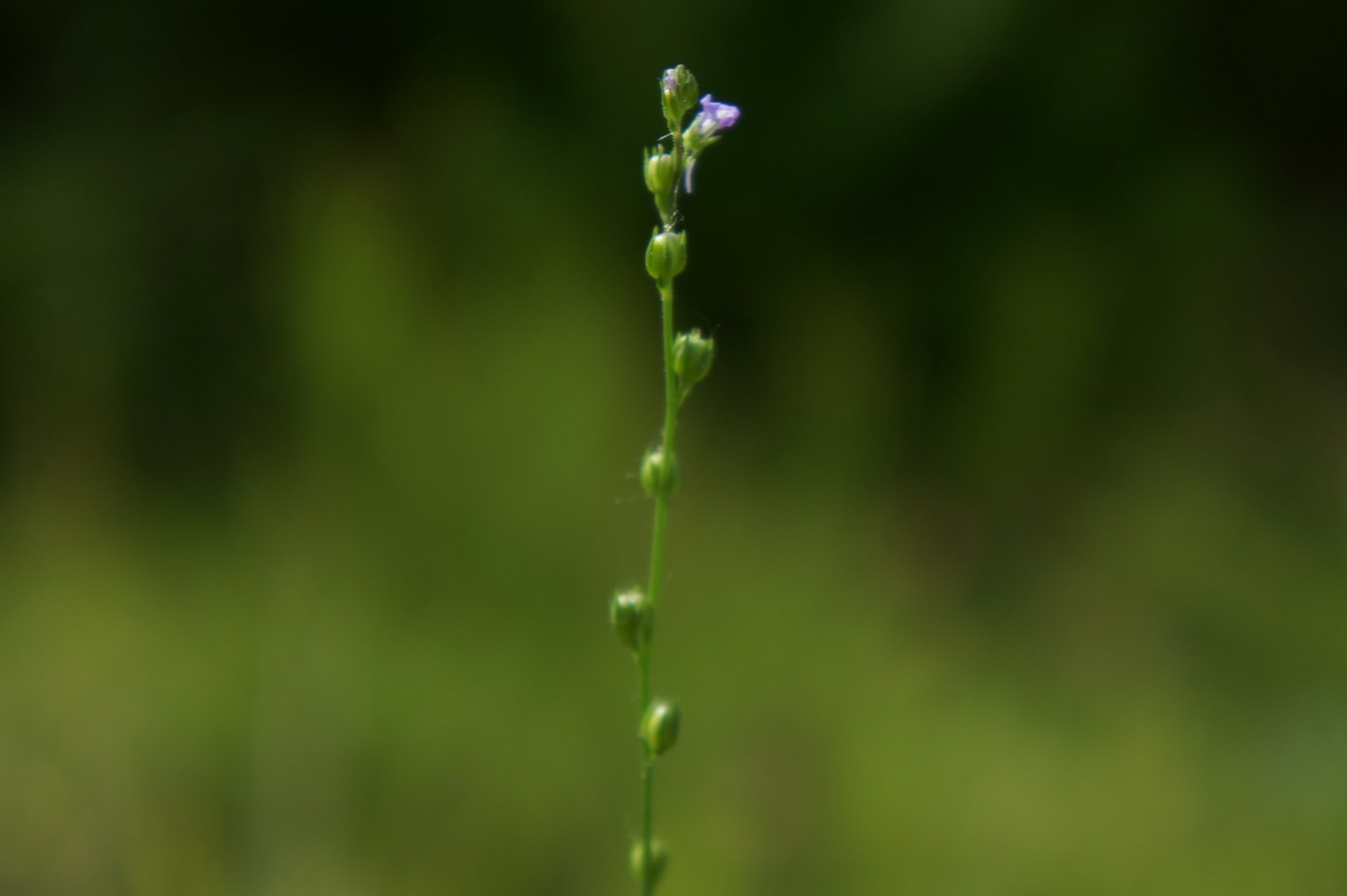 A slender green stem with a small purple flower against a blurred green background