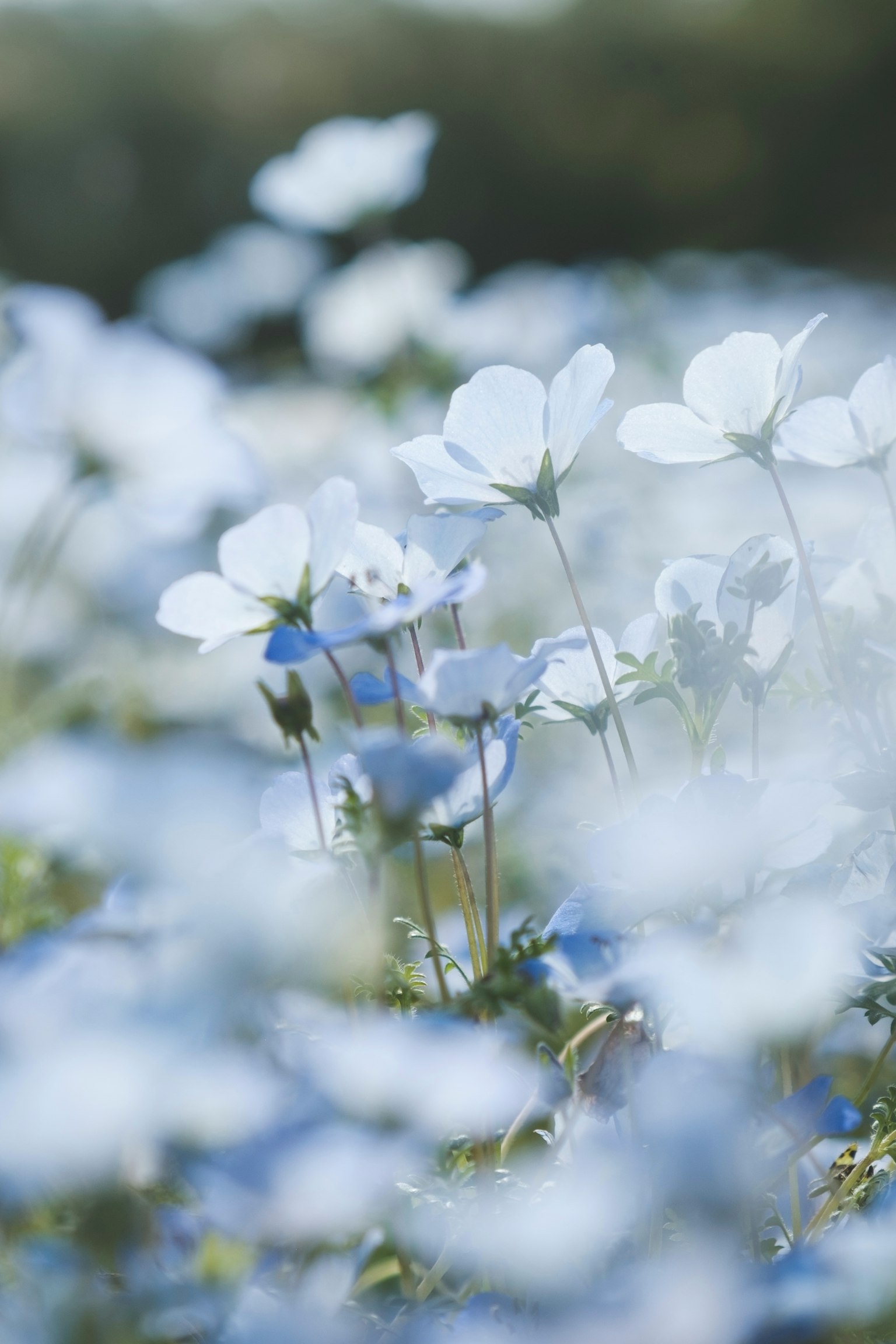 Bellissimo paesaggio con fiori blu in fiore