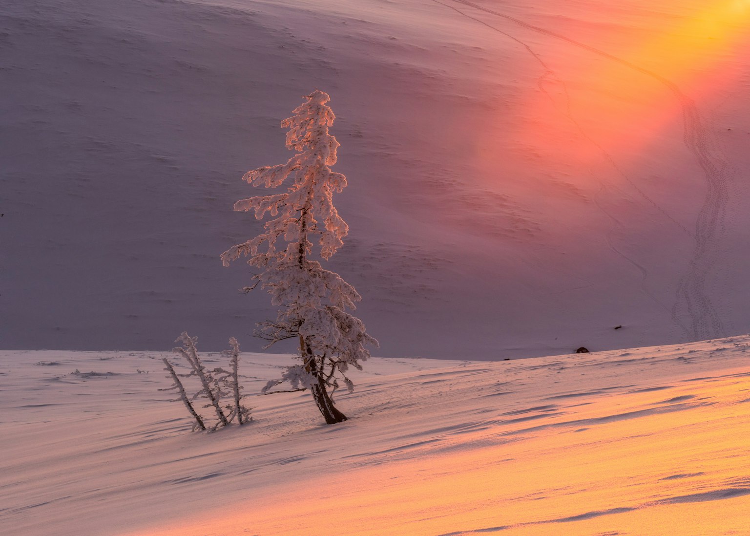 Un albero coperto di neve illuminato dal tramonto in un paesaggio sereno