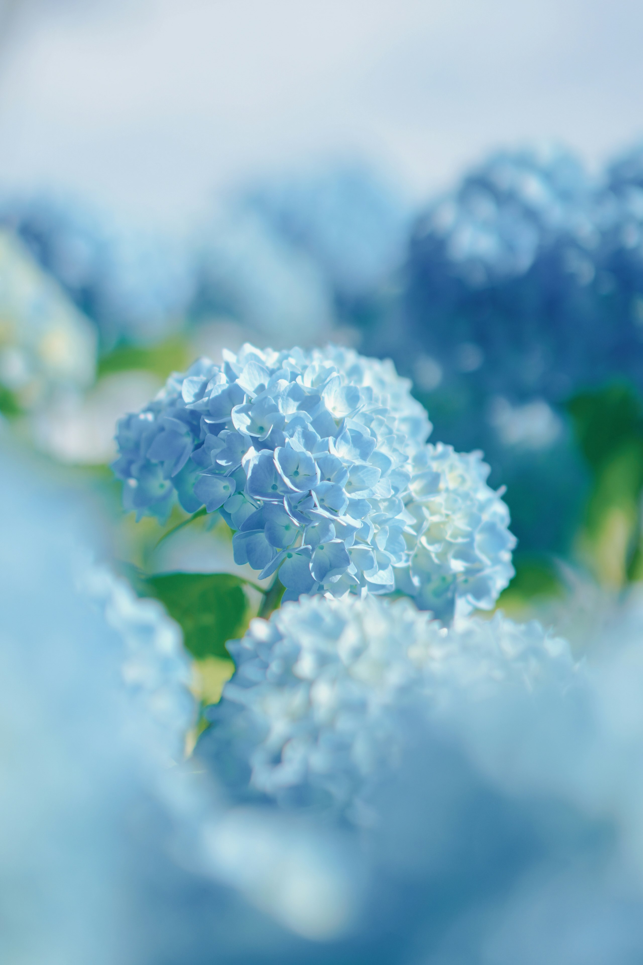 青いアジサイの花のクローズアップ