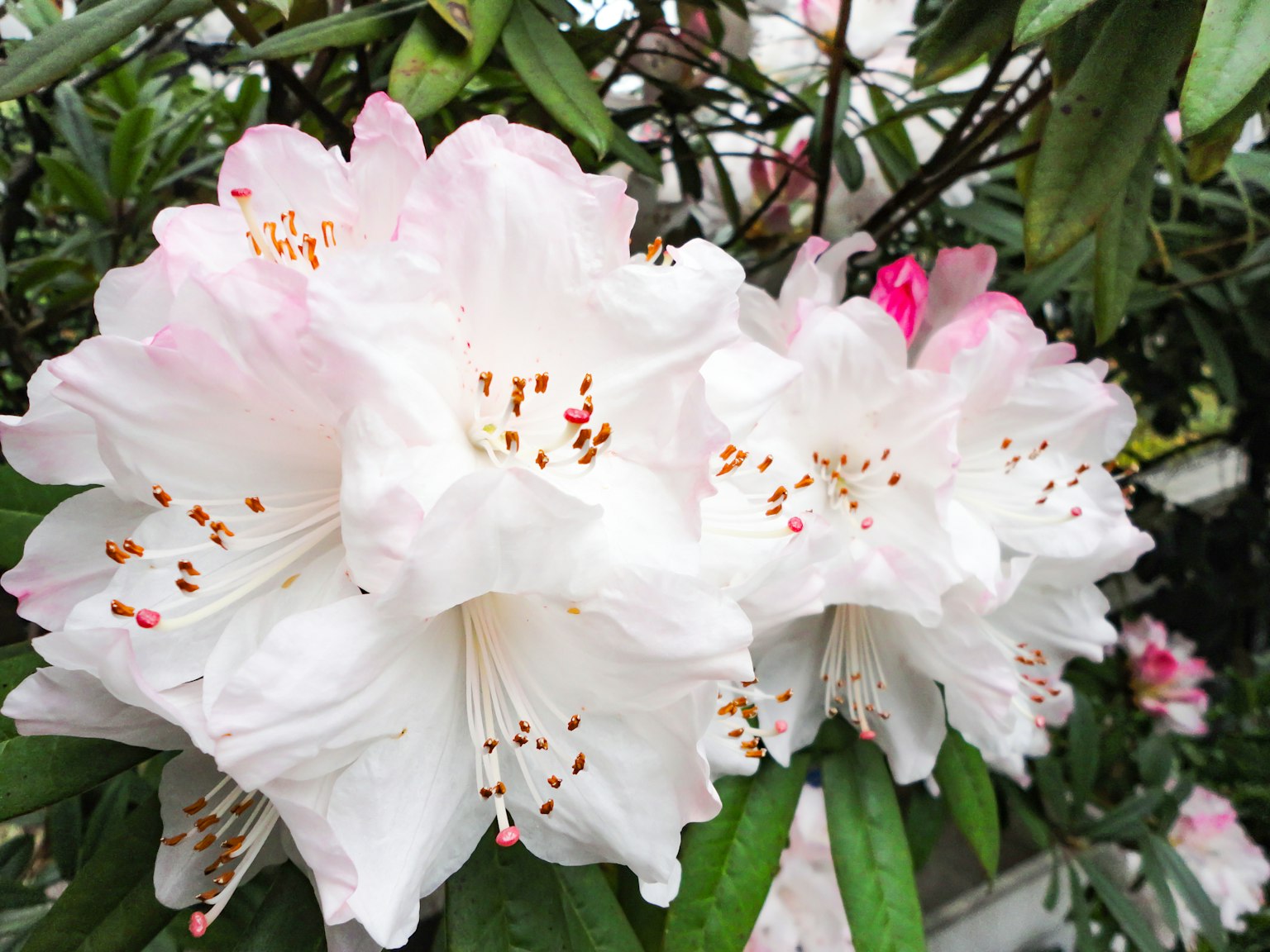 Fleurs de rhododendron blanches et roses en fleurs