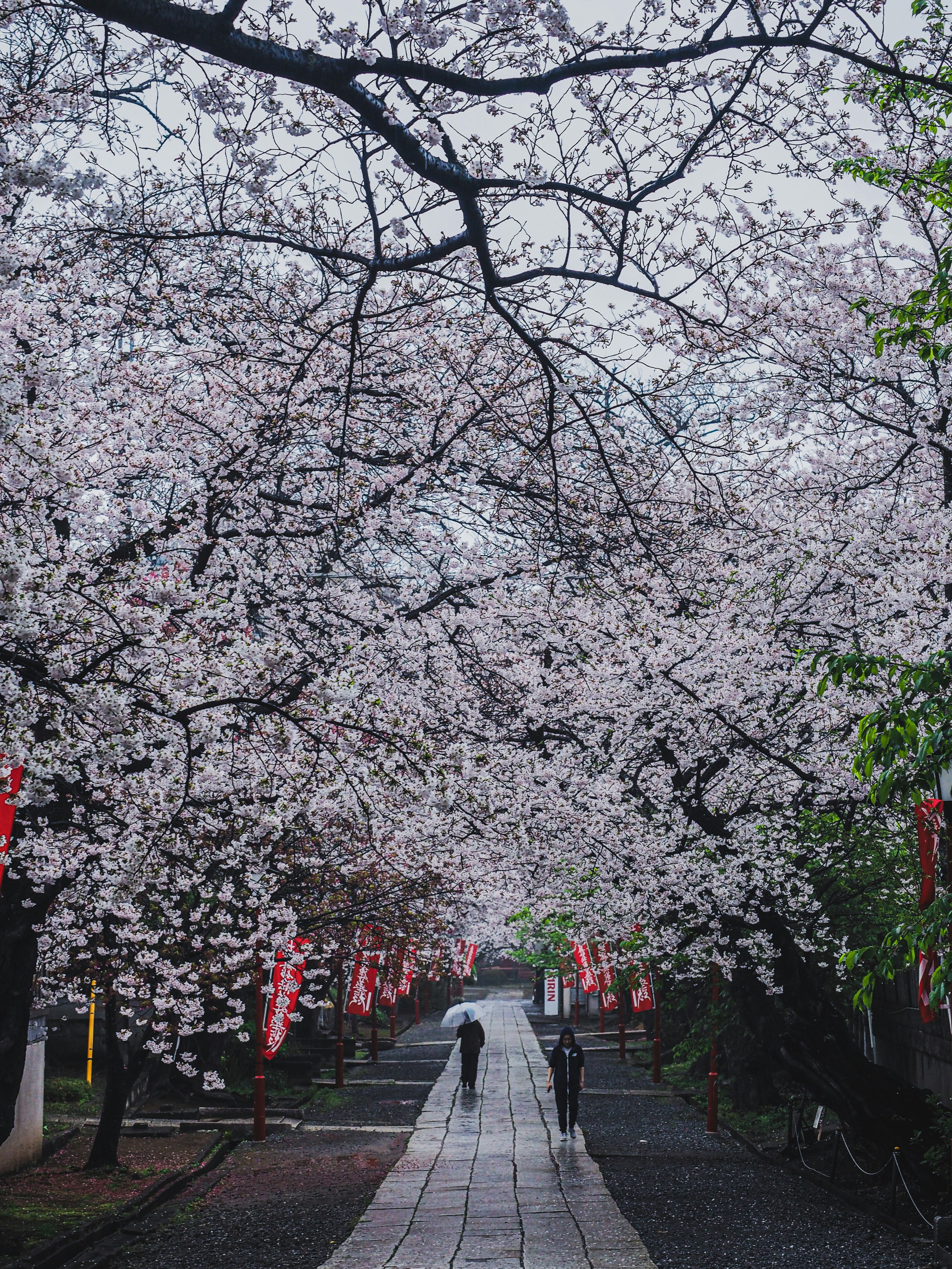 allée de cerisiers en fleurs sous la pluie