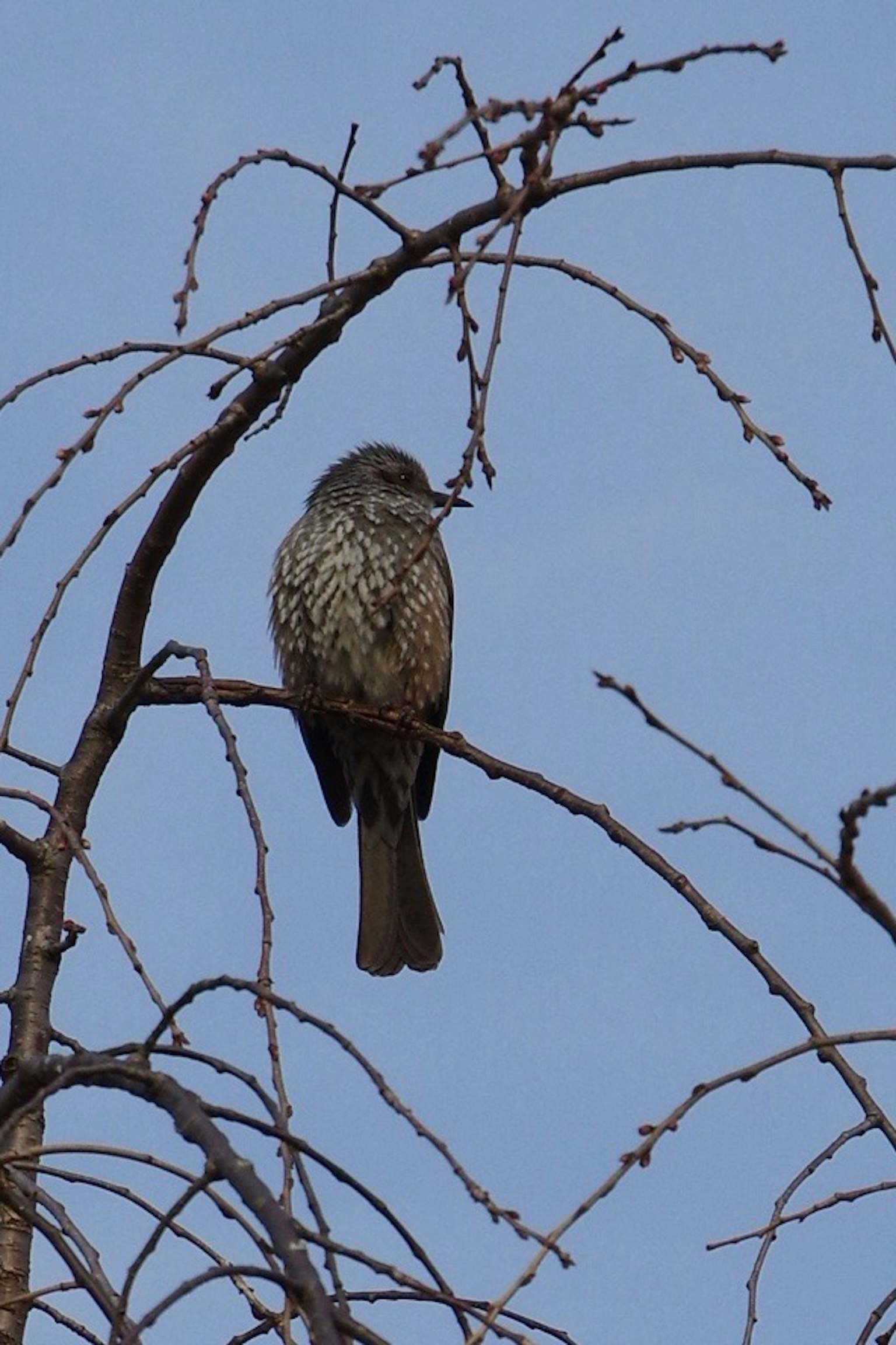 Pájaro posado en una rama de árbol contra un cielo azul
