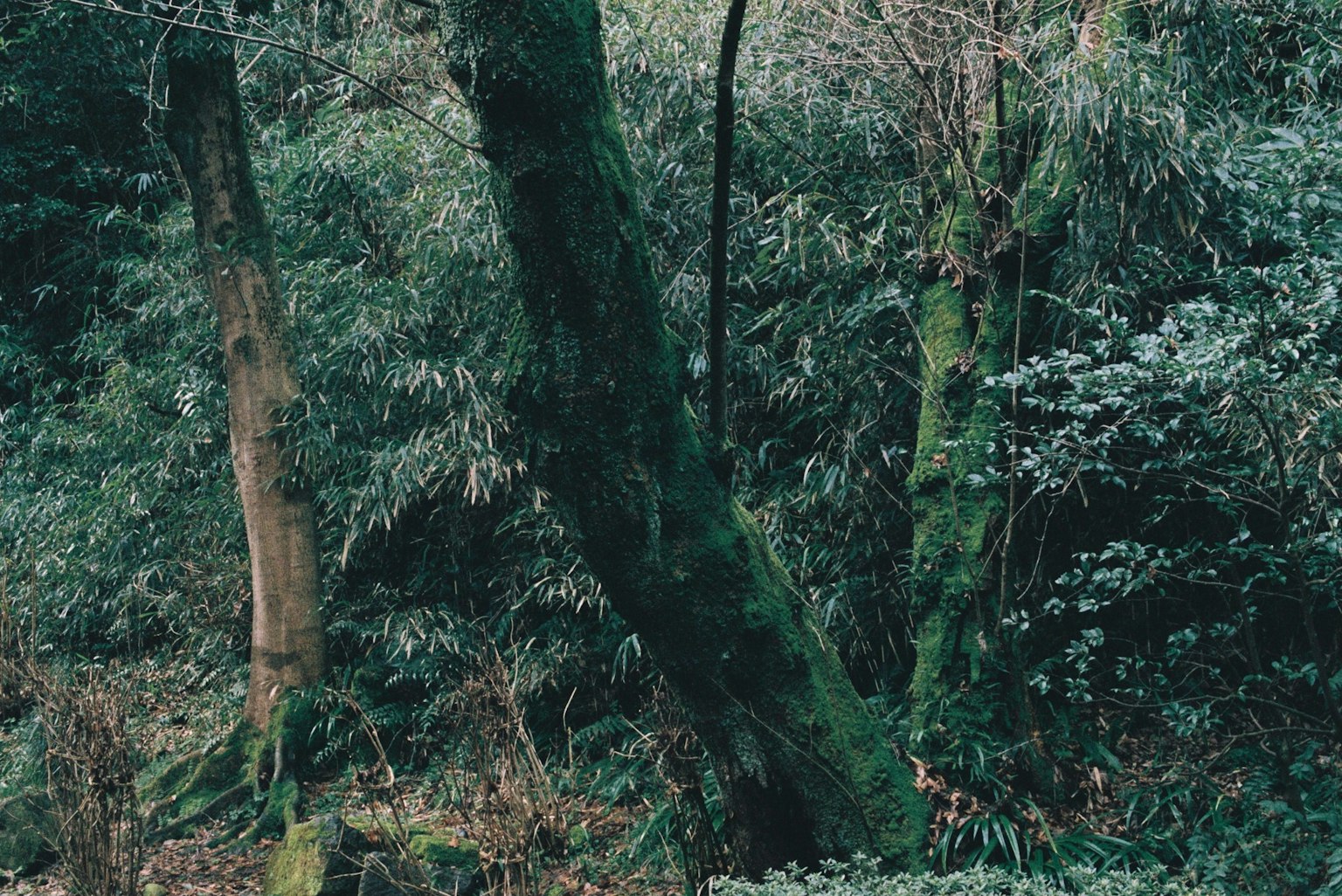Moosbedeckte Bäume in einer üppigen Waldlandschaft