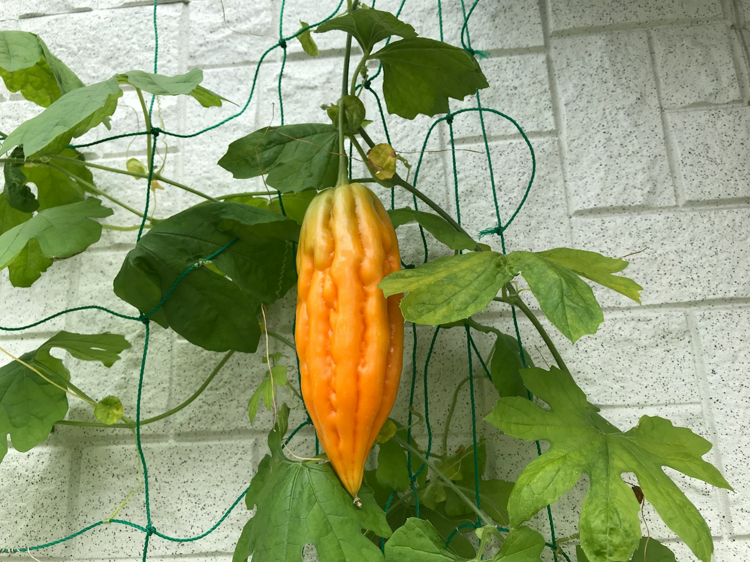 Eine orangefarbene Bittergurke hängt an grünen Blättern