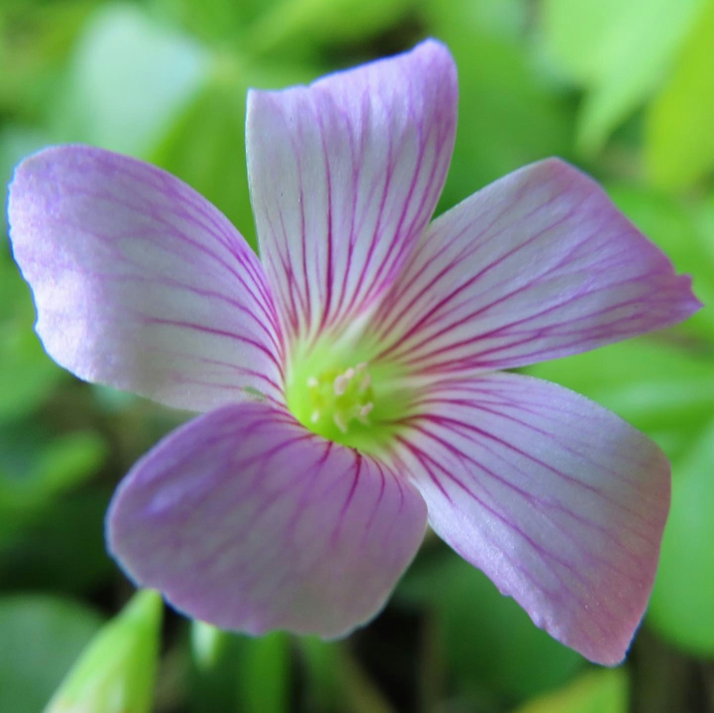 紫と白の花びらが広がる花のクローズアップ