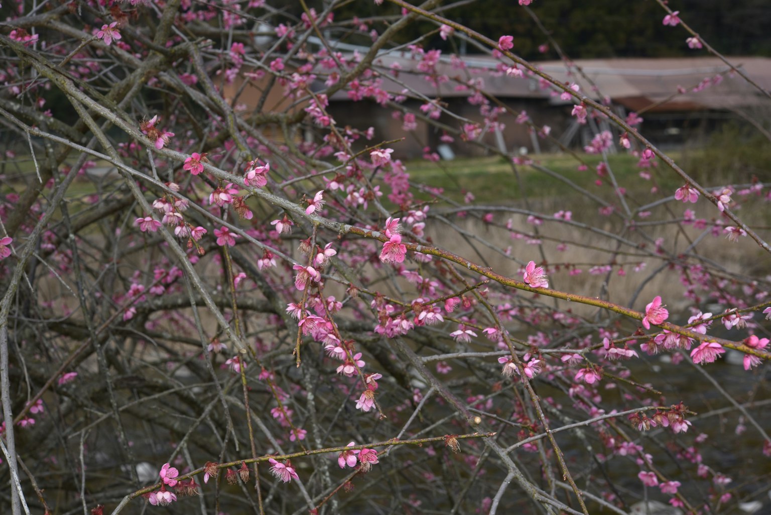 Cabang dengan bunga pink di lingkungan alami