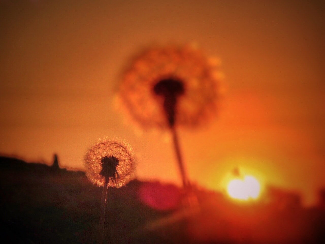 夕焼けの堤防沿いで綿帽子のたんぽぽが揺れる