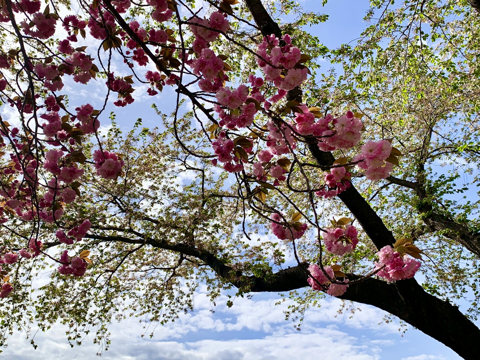 Cherry blossoms in full bloom under a blue sky