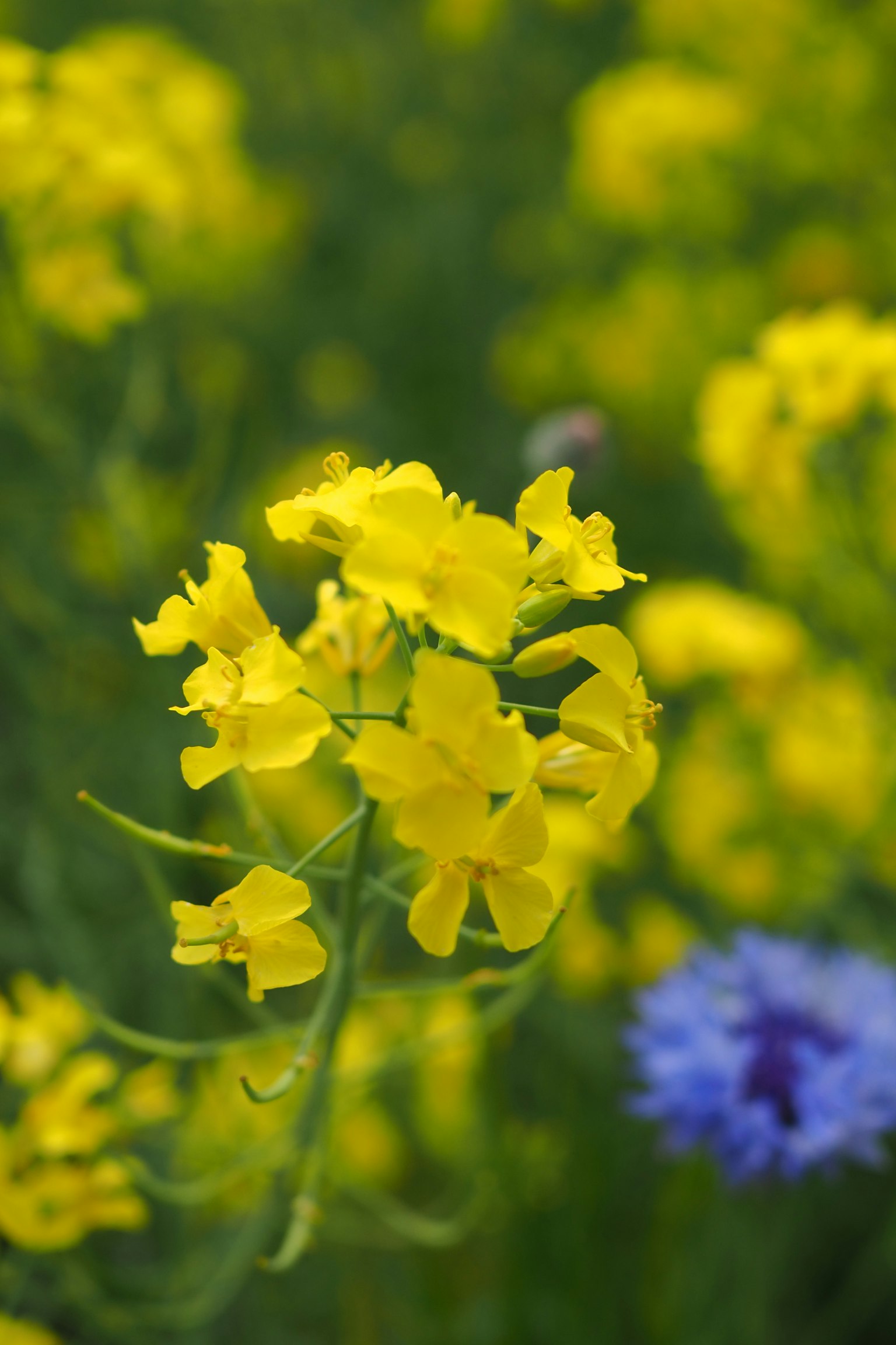 Close-up of vibrant yellow flowers with a blue flower in the background