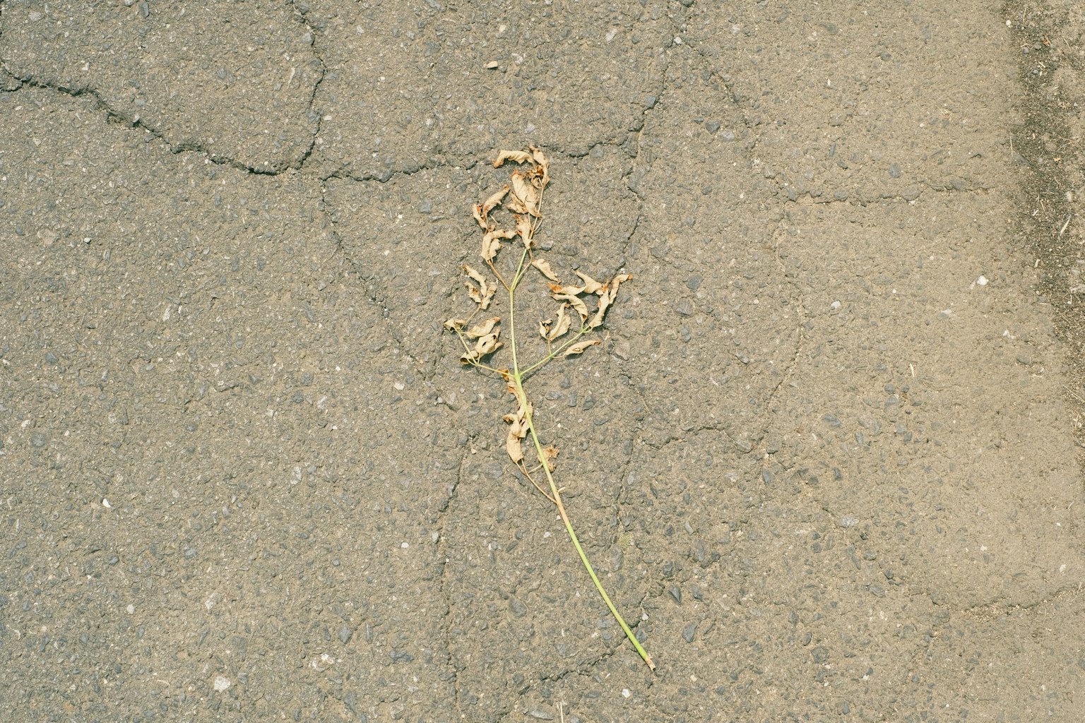 Dried grass stem on asphalt surface
