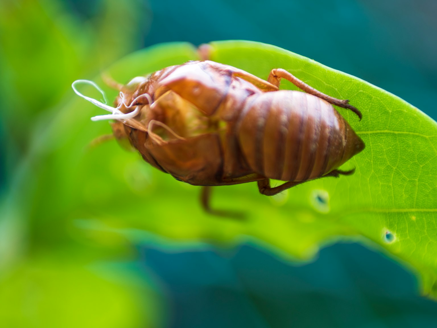 Close-up of a brown insect on a green leaf