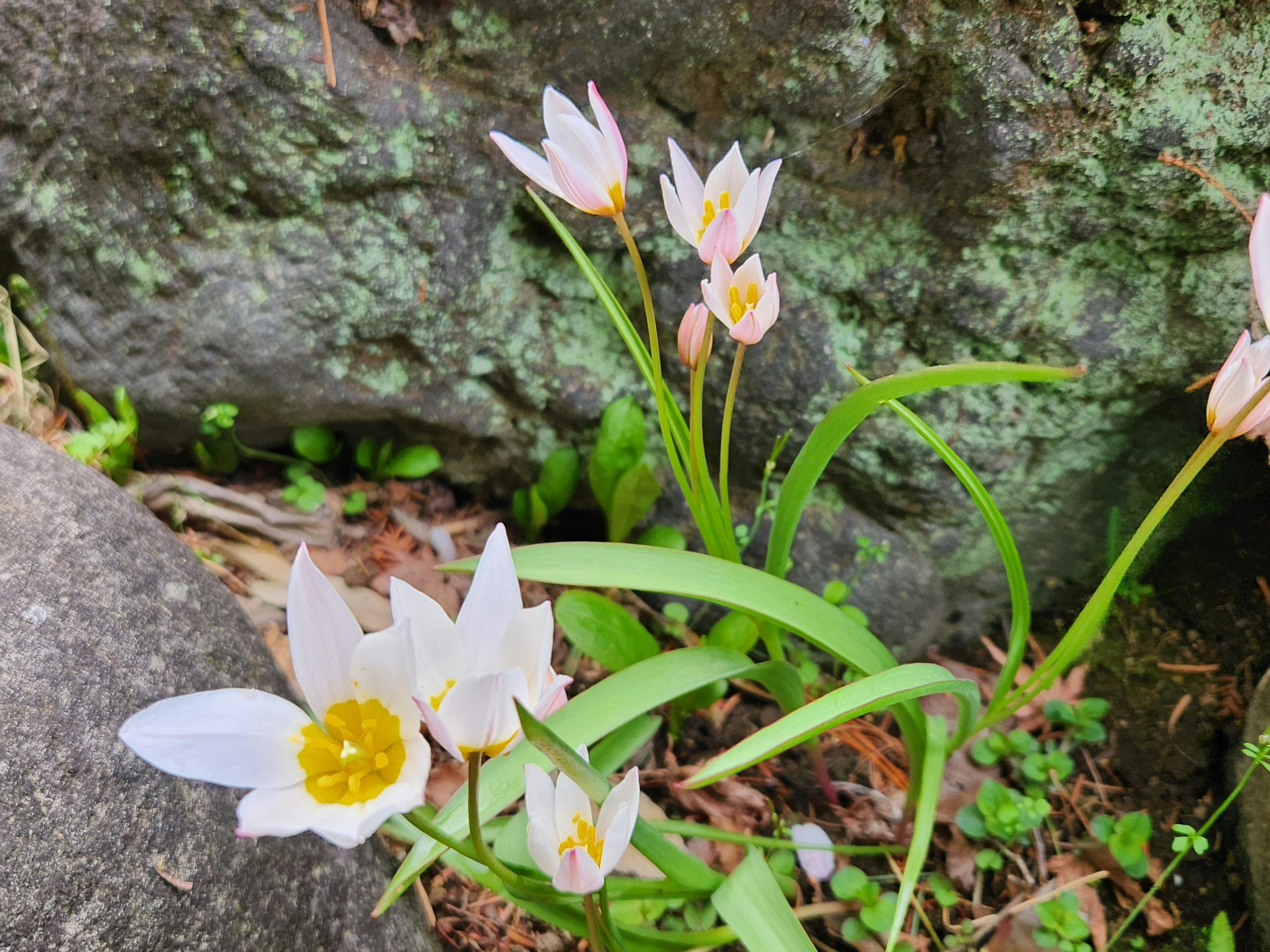 岩場の苔の間に咲く白いチューリップの花