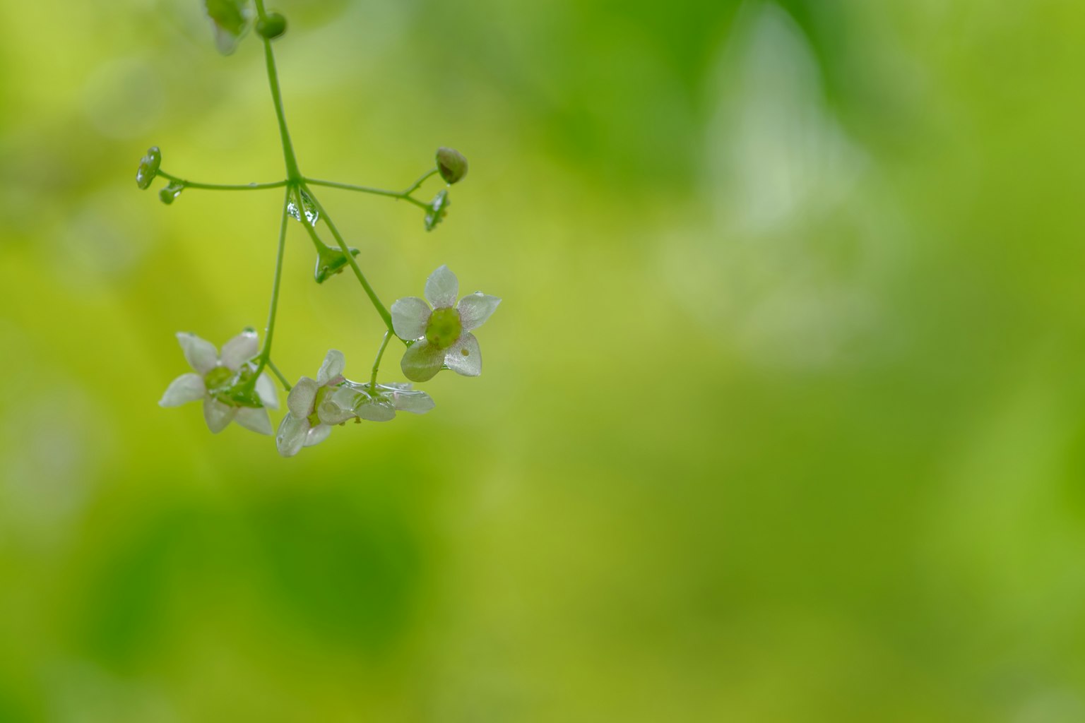 Fiori bianchi delicati appesi su uno sfondo verde morbido