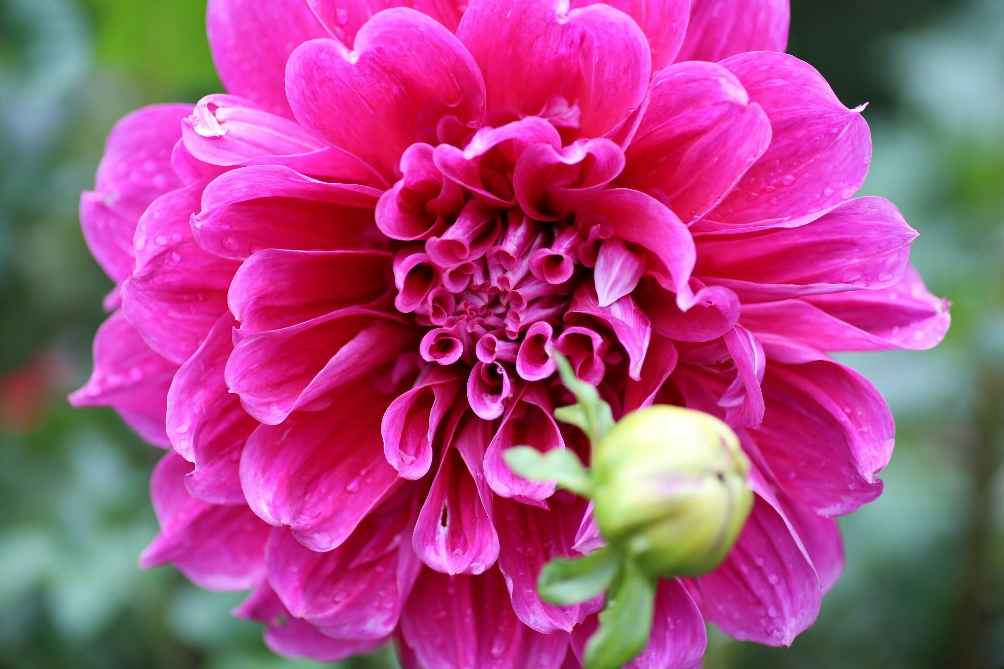 鮮やかなピンクのダリアの花のクローズアップ
