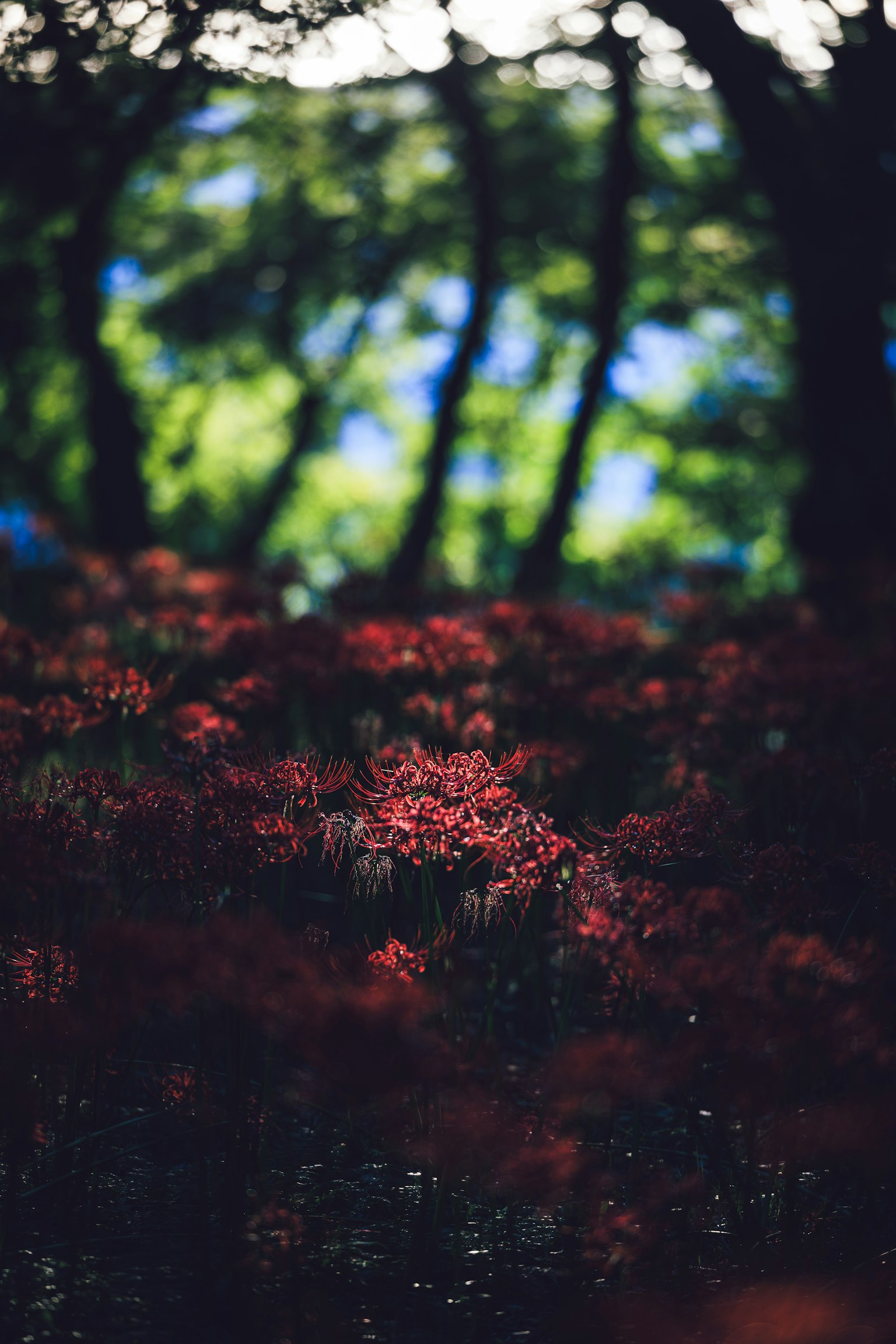 Fleurs rouges en fleurs dans un paysage forestier vert