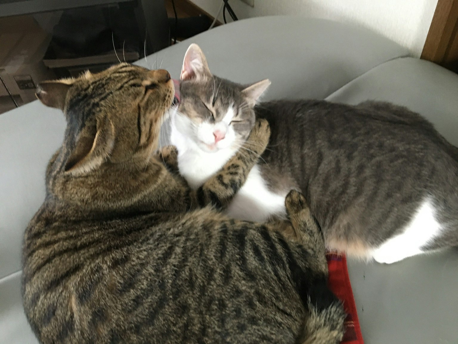 Due gatti che si abbracciano su un divano
